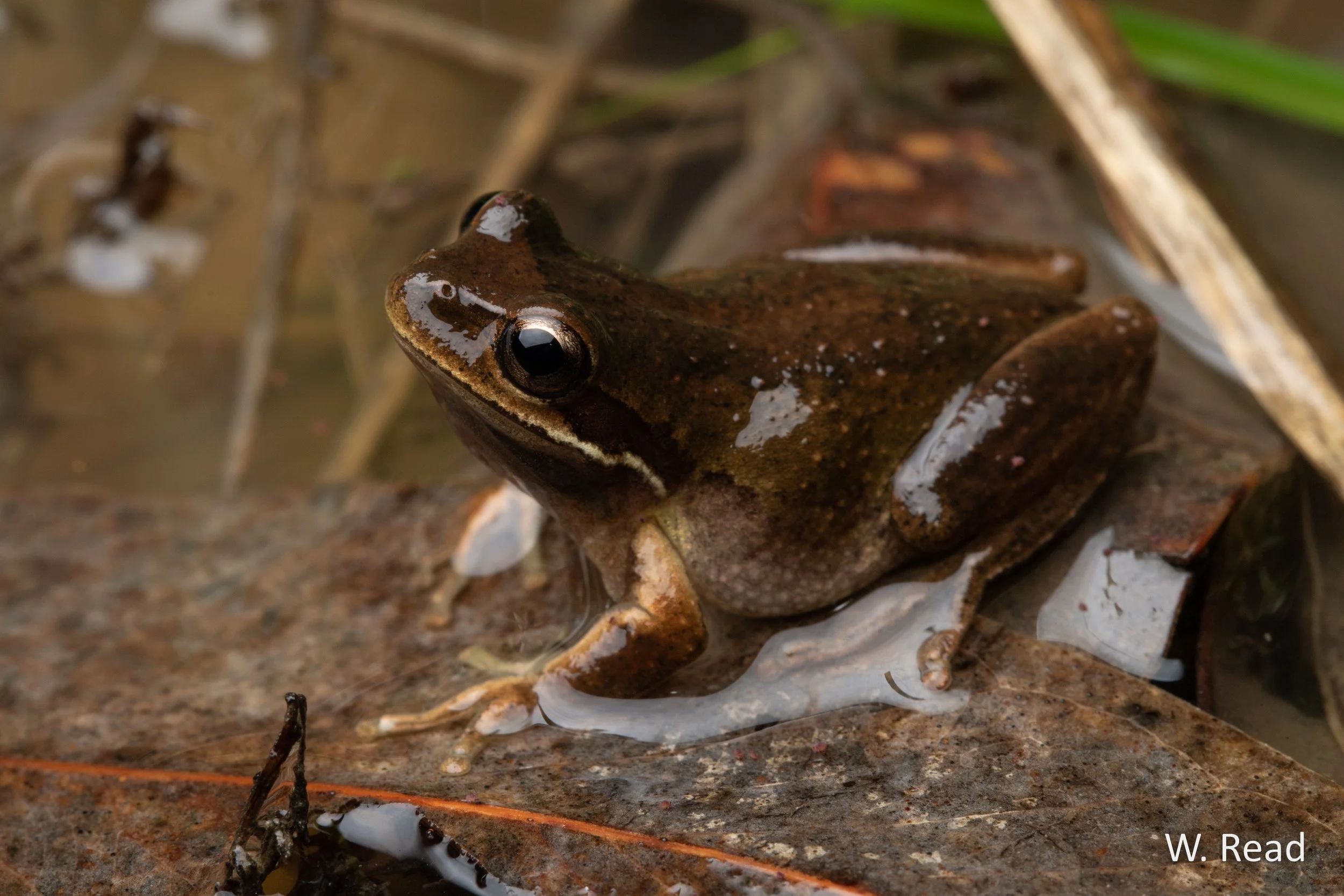 Litoria paraewingi. Albury, NSW. 2023