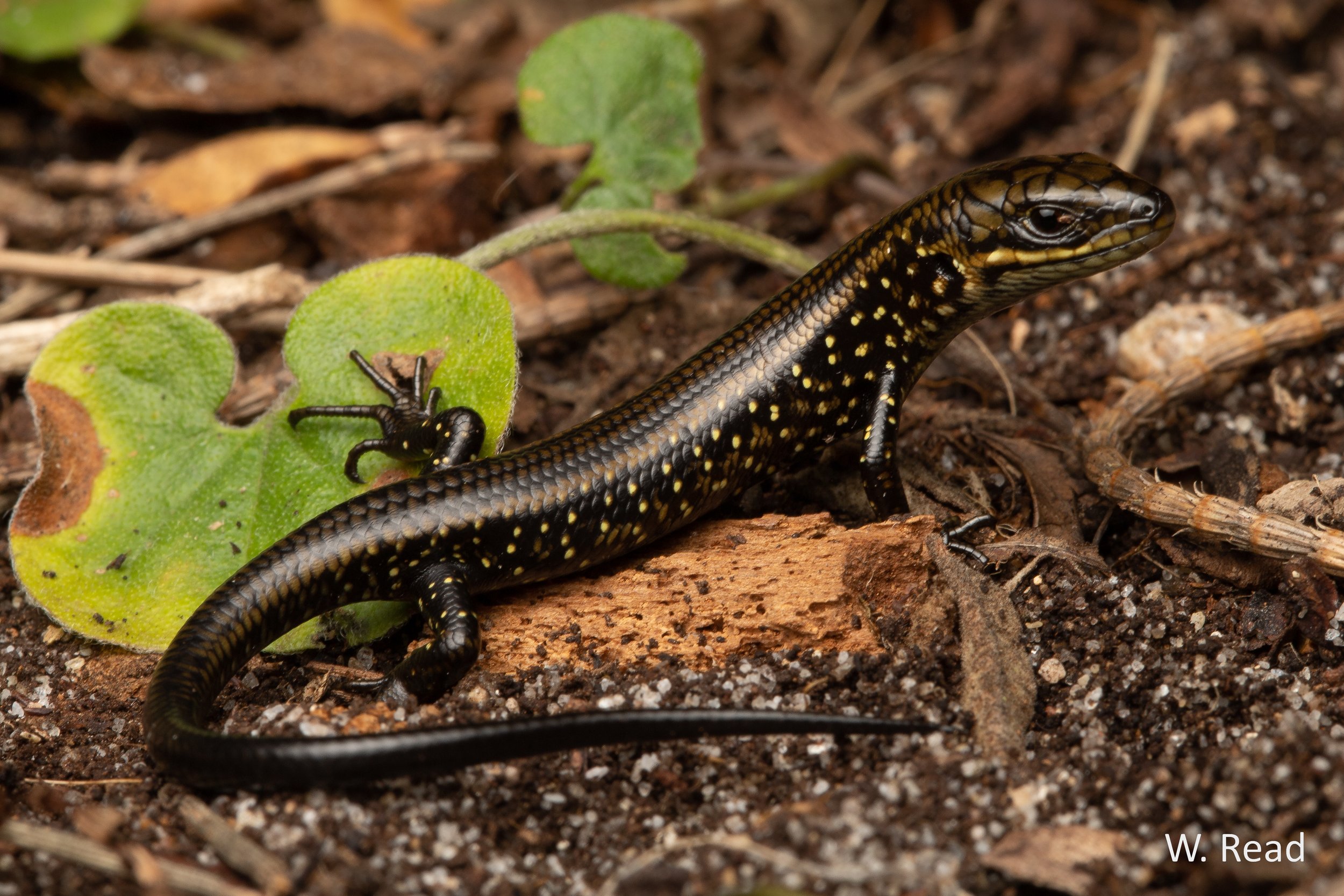 Lissolepis coventryi. Melbourne, Vic. 2020