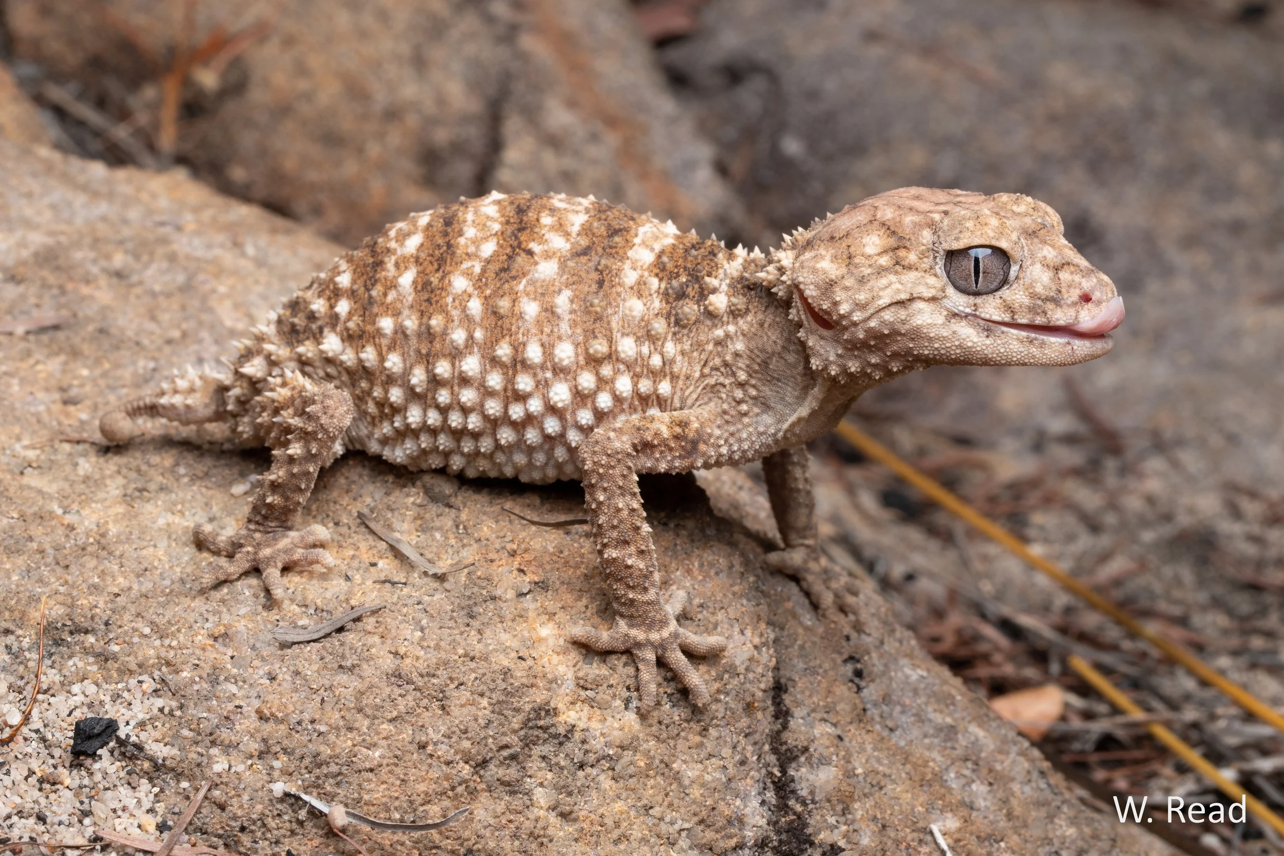 Nephrurus sheai. Edith Falls, NT. 2022