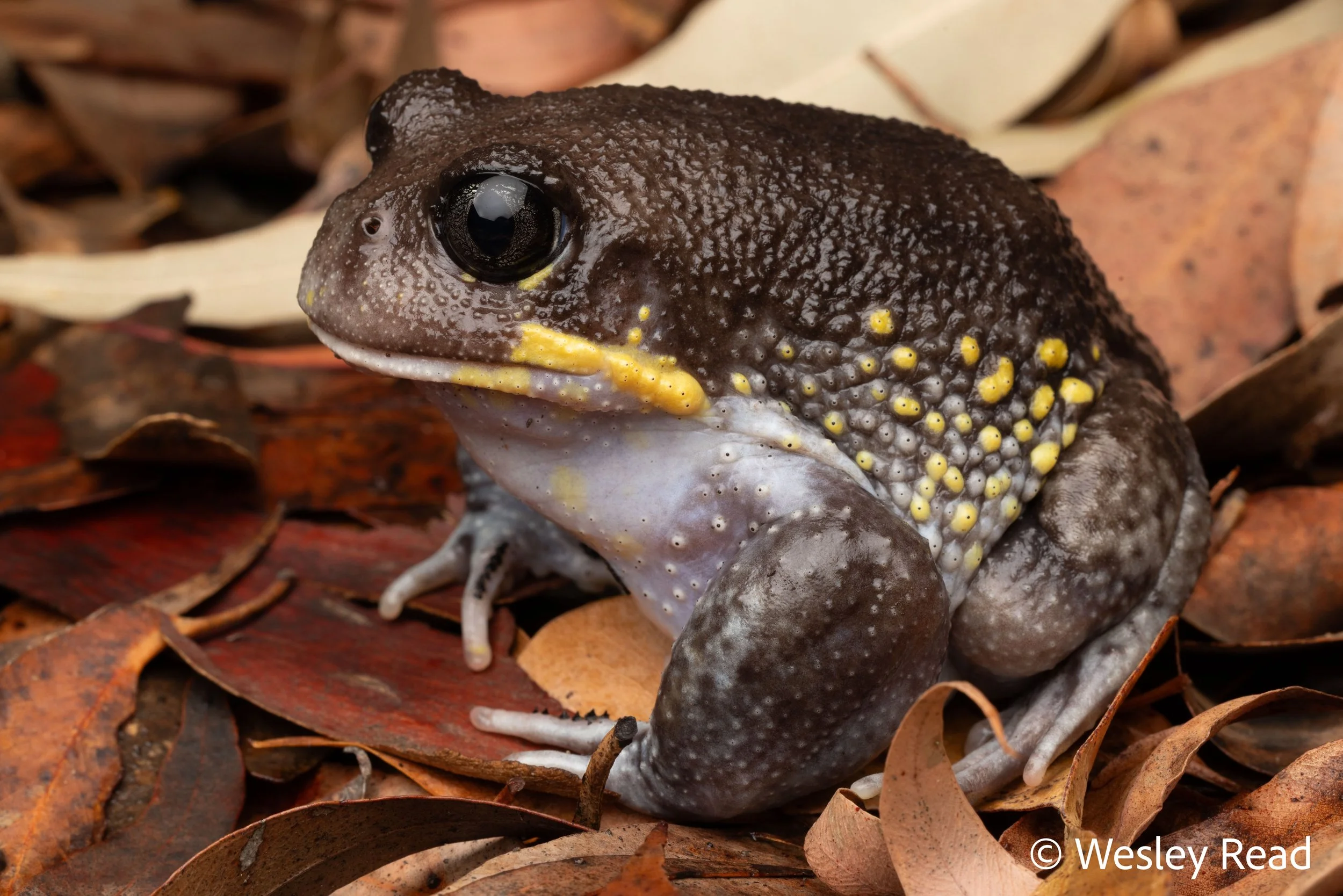Heleioporus australiacus. Narooma area, NSW. 2026