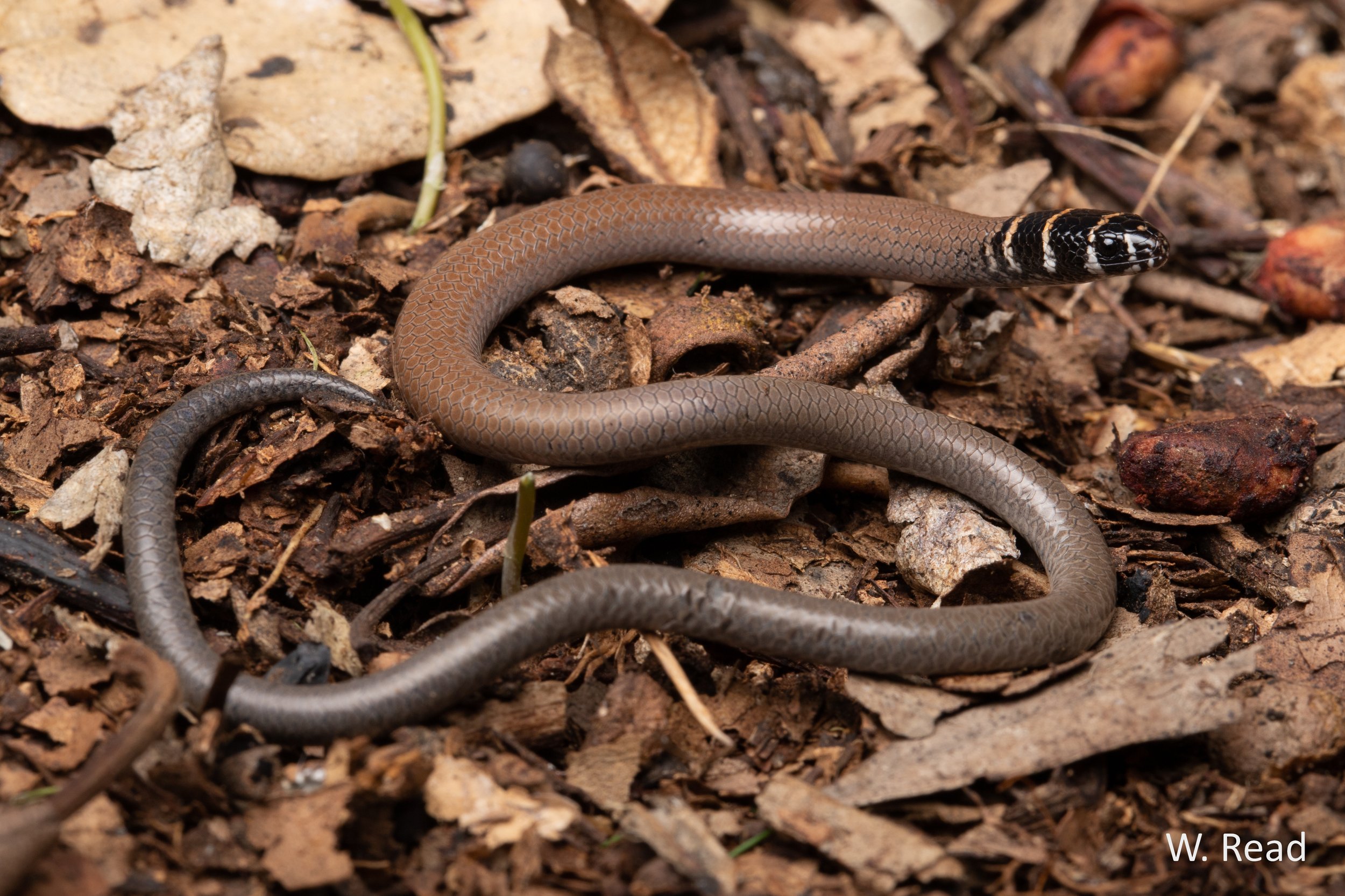 Delma torquata. Brisbane, Qld. 2021