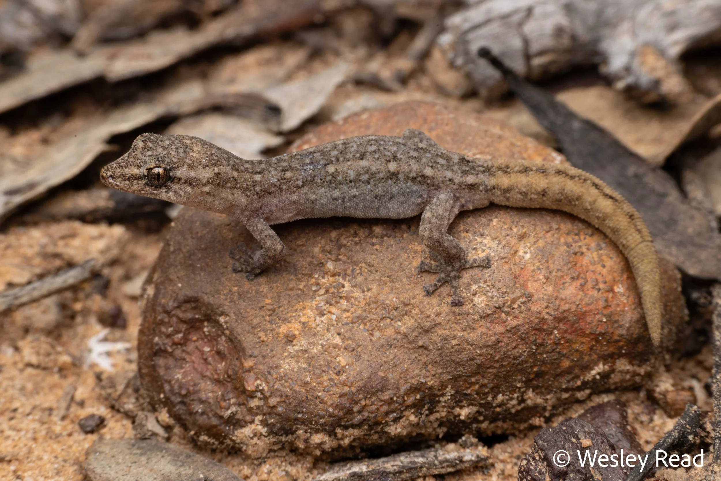 Crenadactylus ocellatus. Mt Lesueur NP, WA. 2025