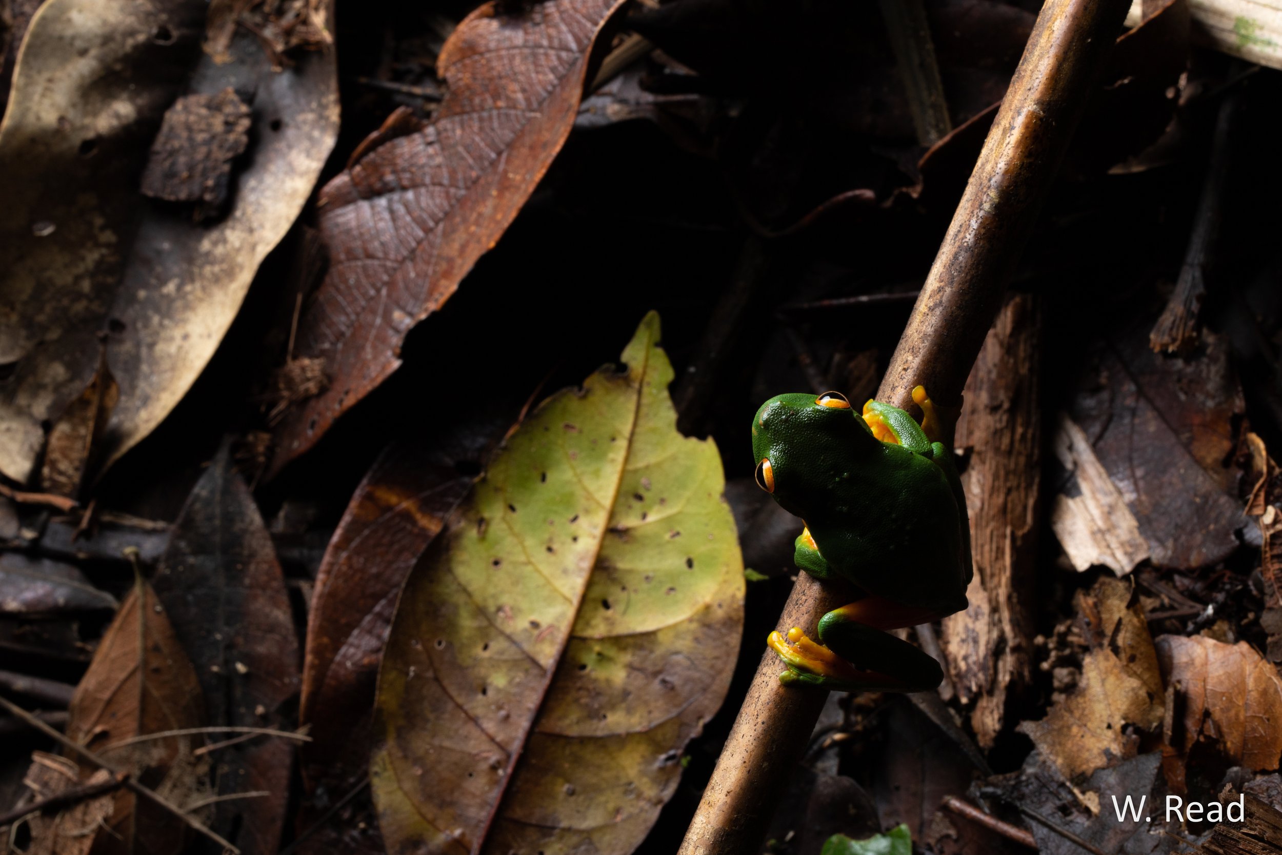 Litoria xanthomera. Kuranda, Qld. 2023