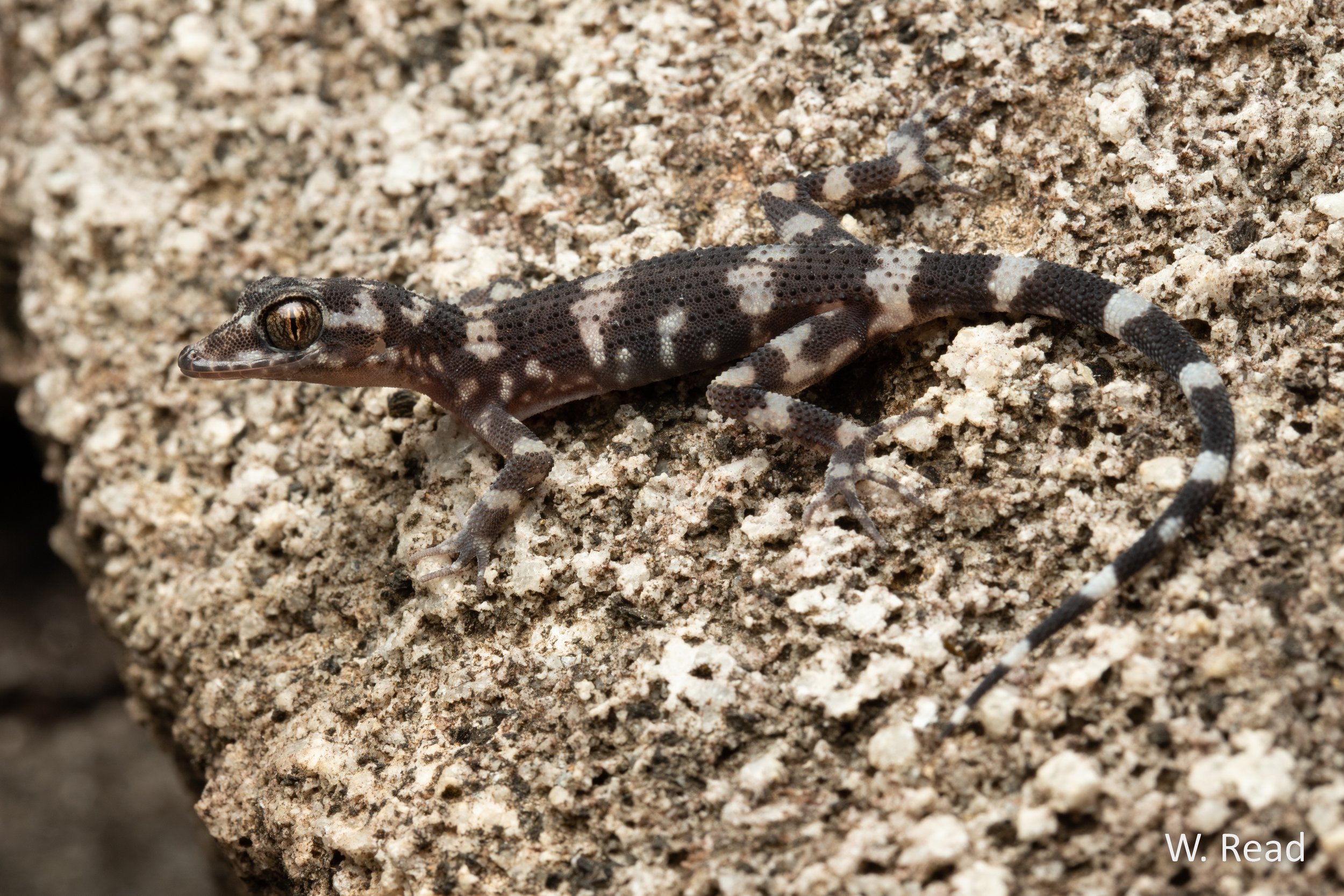 Nactus galgajuga. Black Mountain, Qld. 2021