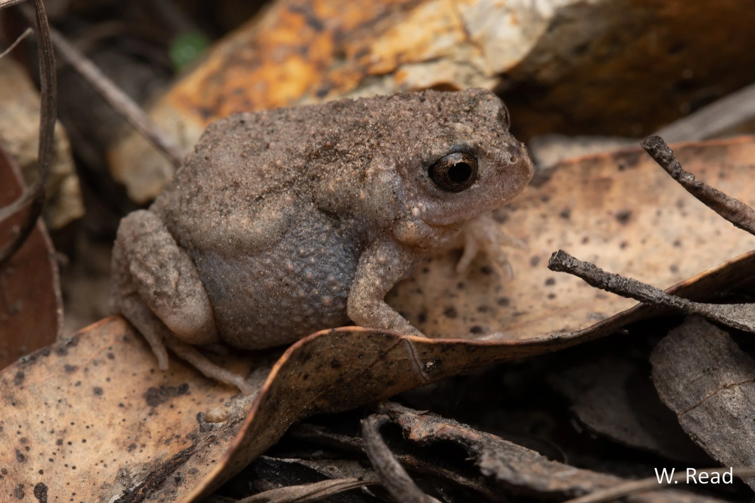 Uperoleia altissima. Ravenshoe, Qld. 2023