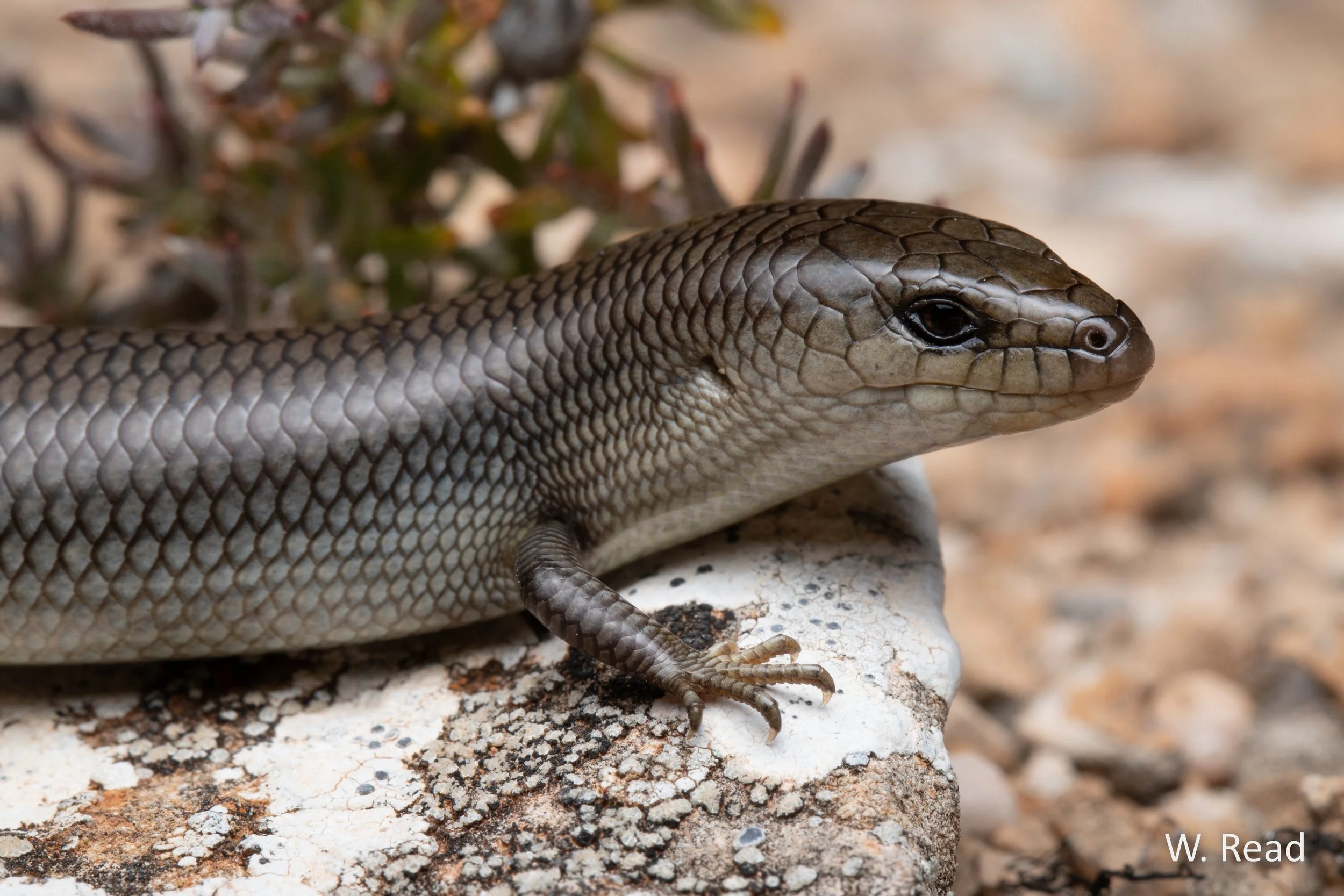 Cyclodomorphus melanops. Nullarbor, SA. 2022