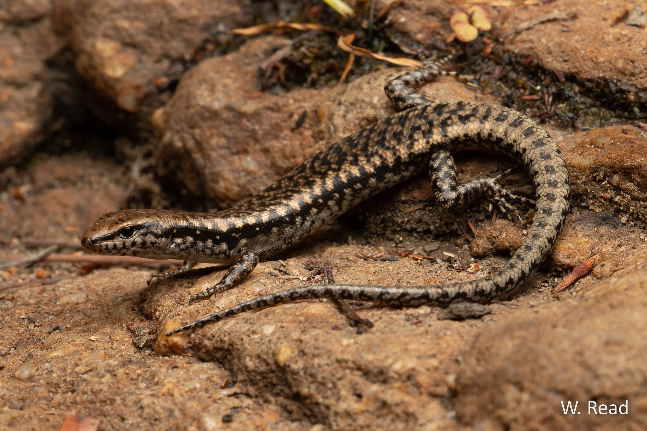 Concinnia martini. Blackdown Tablelands NP, Qld. 2020