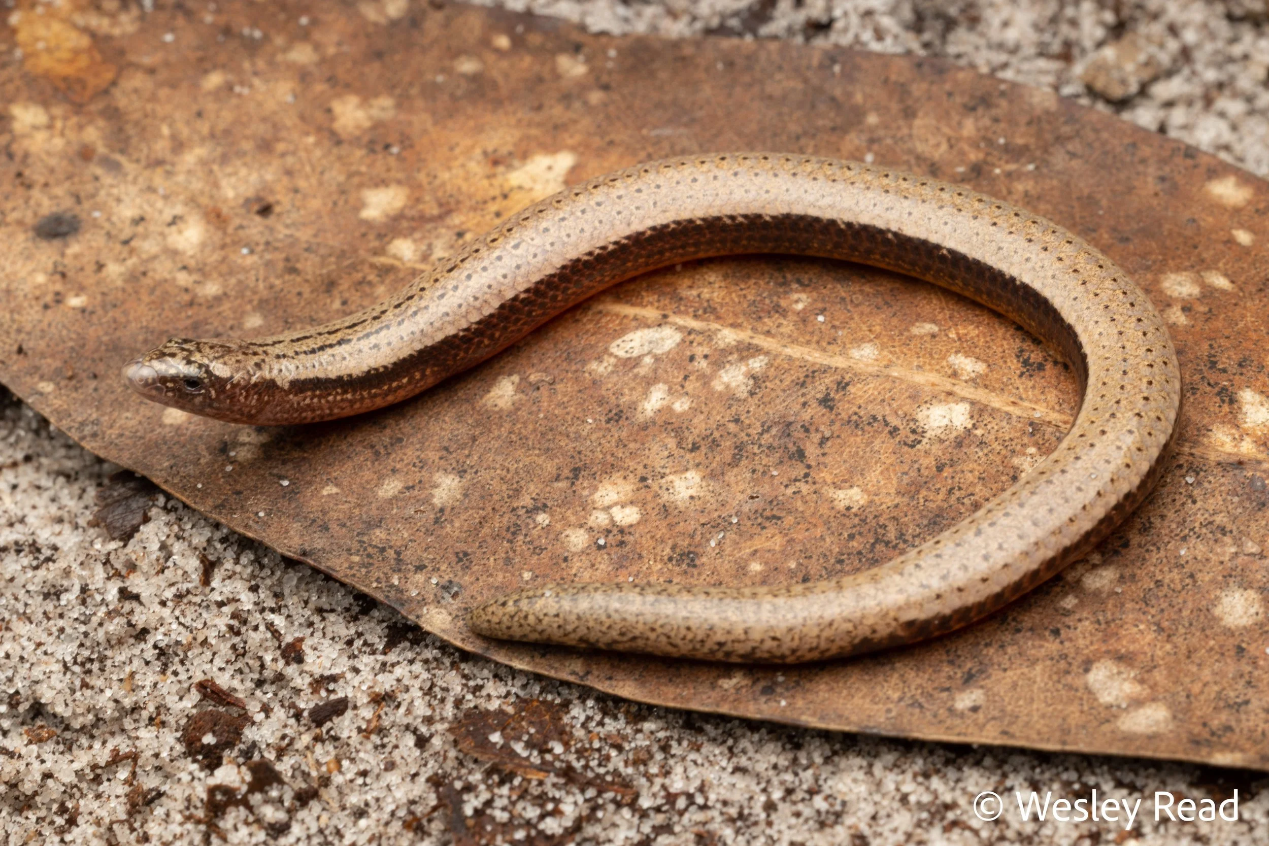 Saiphos cooloolensis. Rainbow Beach, Qld. 2024