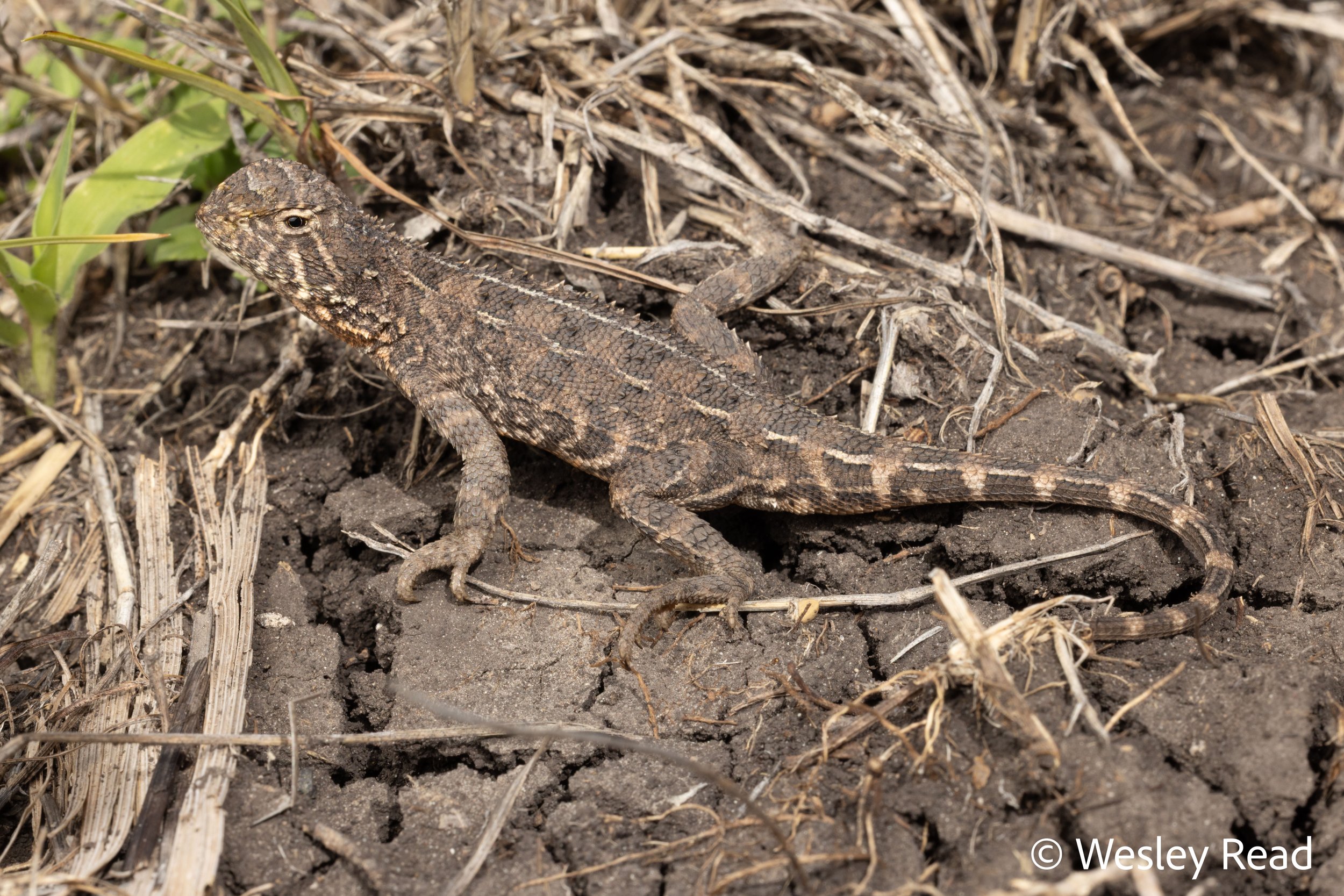 Tympanocryptis darlingensis. Millmerran, Qld. 2025