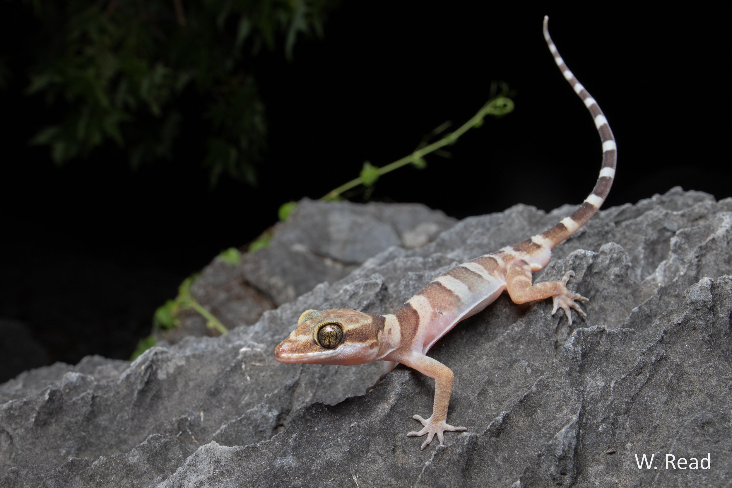 Cyrtodactylus mcdonaldi. Chillagoe, Qld. 2020