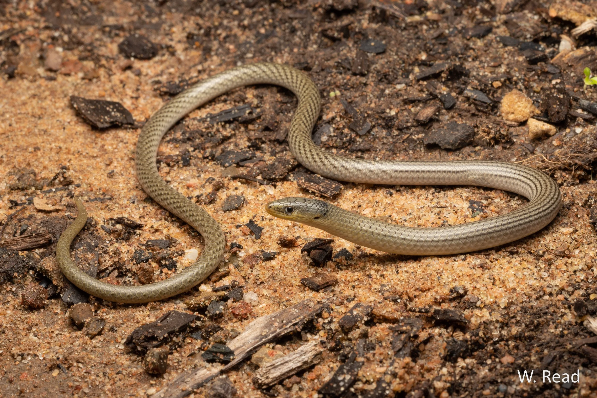 Delma inornata. Narrabri, NSW. 2020