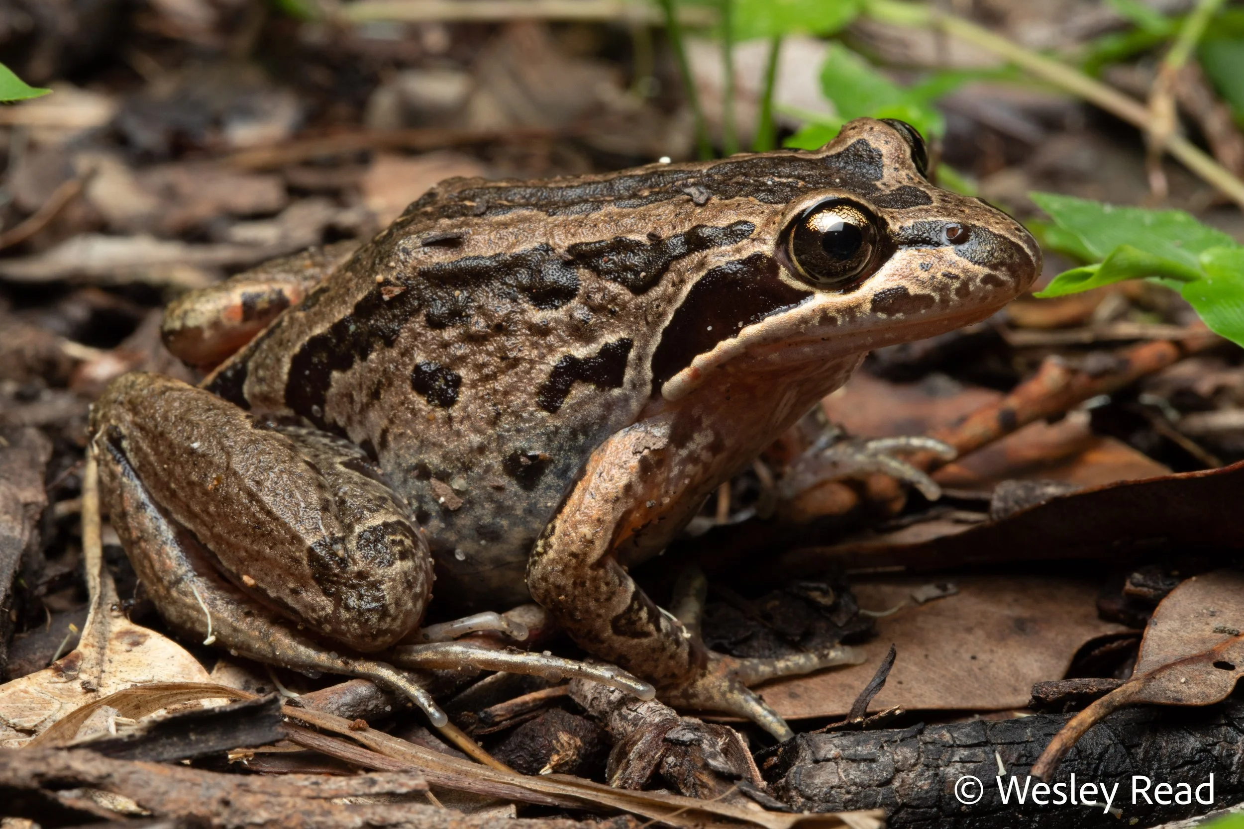 Limnodynastes peronii. Central Coast, NSW. 2020