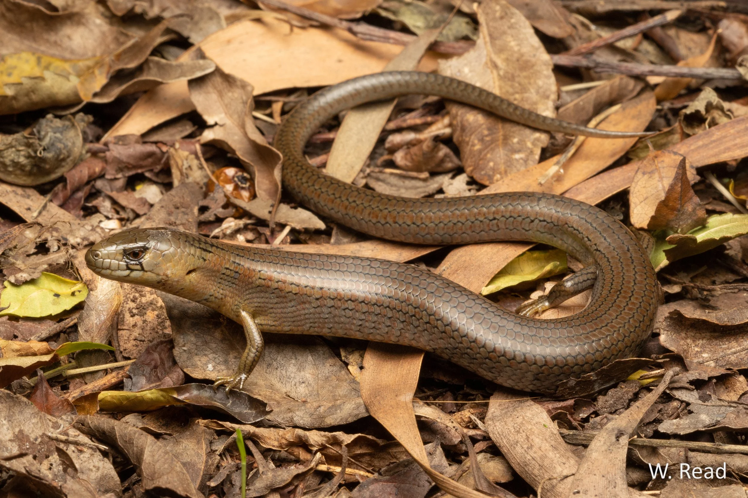 Cyclodomorphus michaeli. Newcastle, NSW. 2020