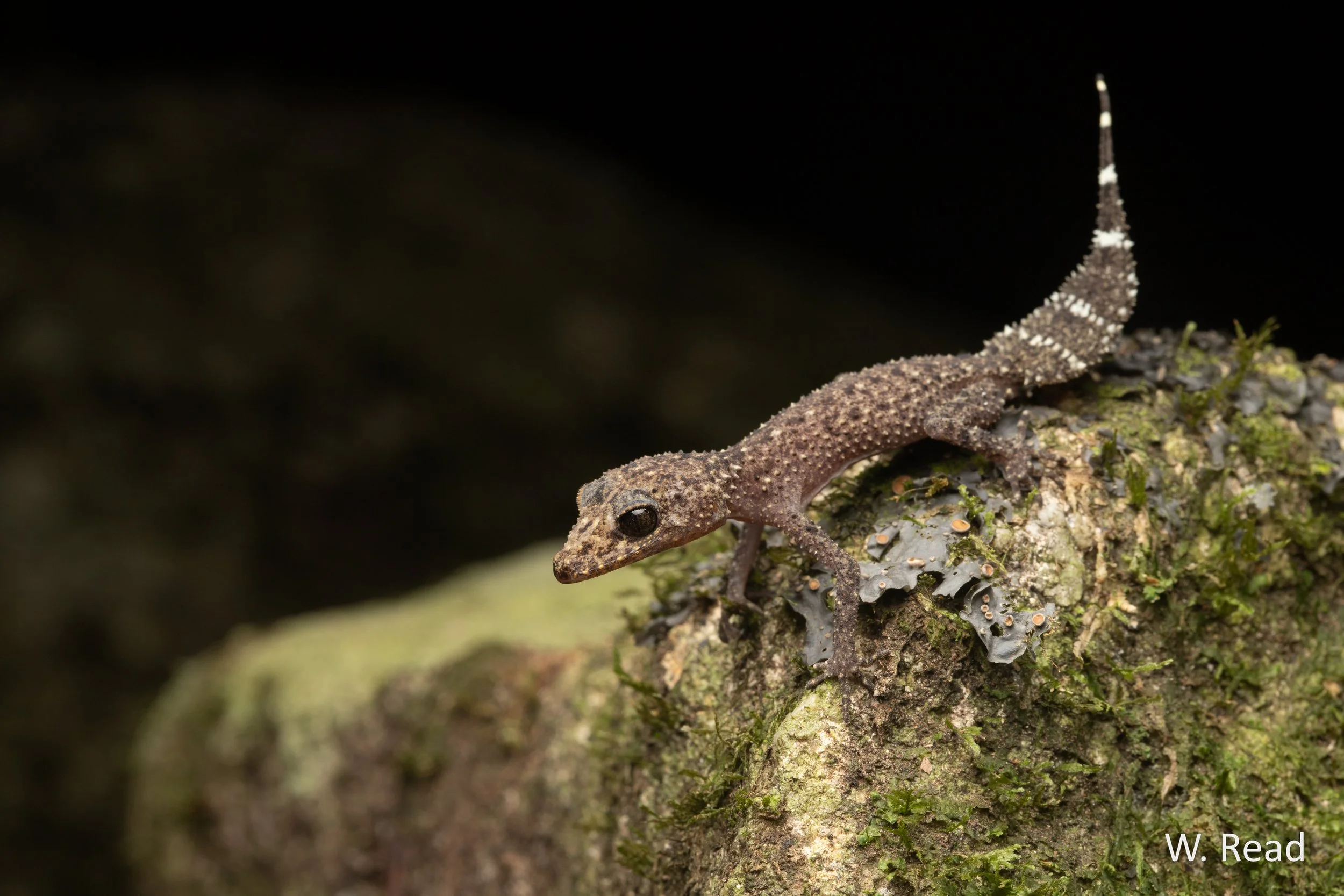 Phyllurus championae. Sarina, Qld. 2020