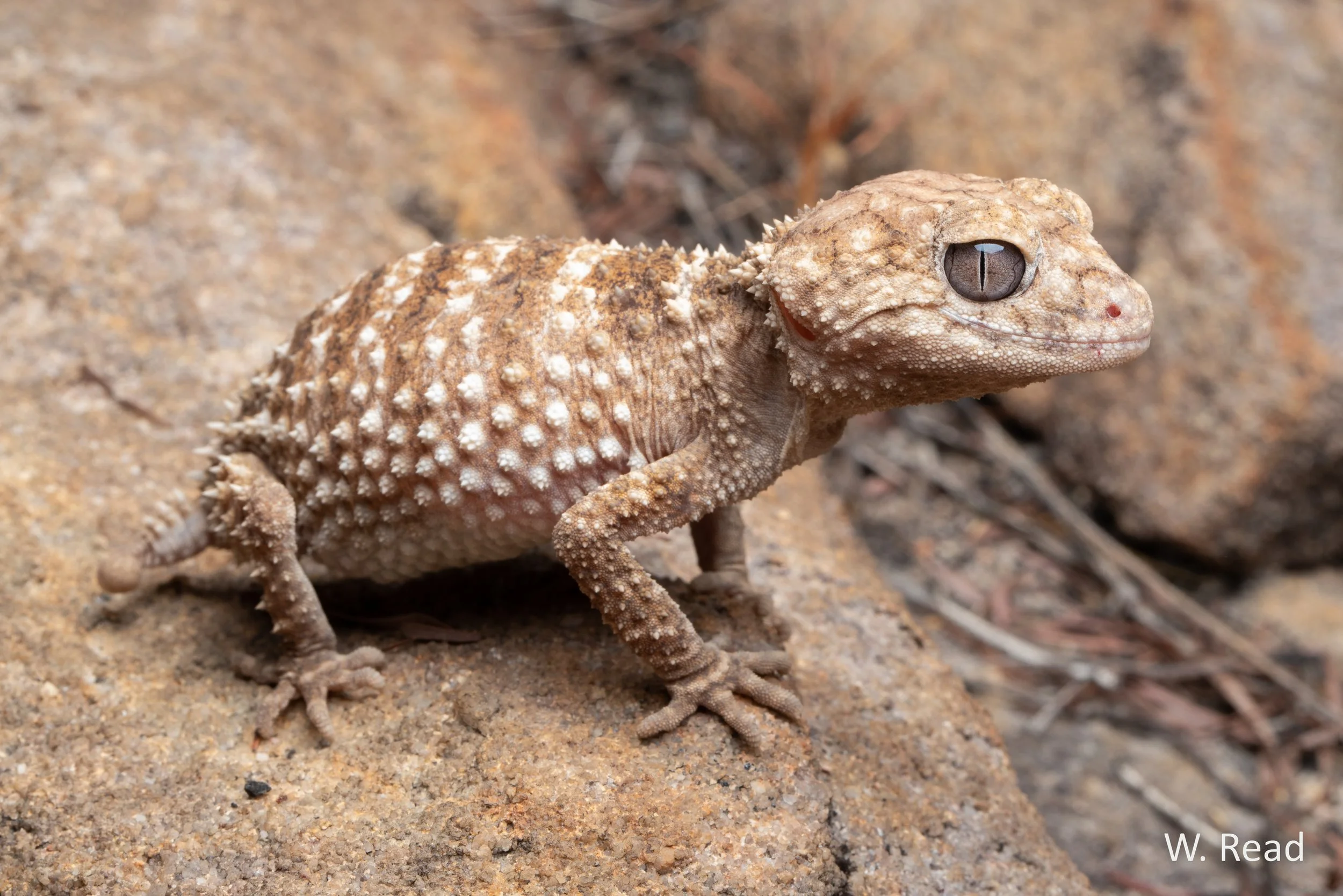 Nephrurus sheai. Edith Falls, NT. 2022