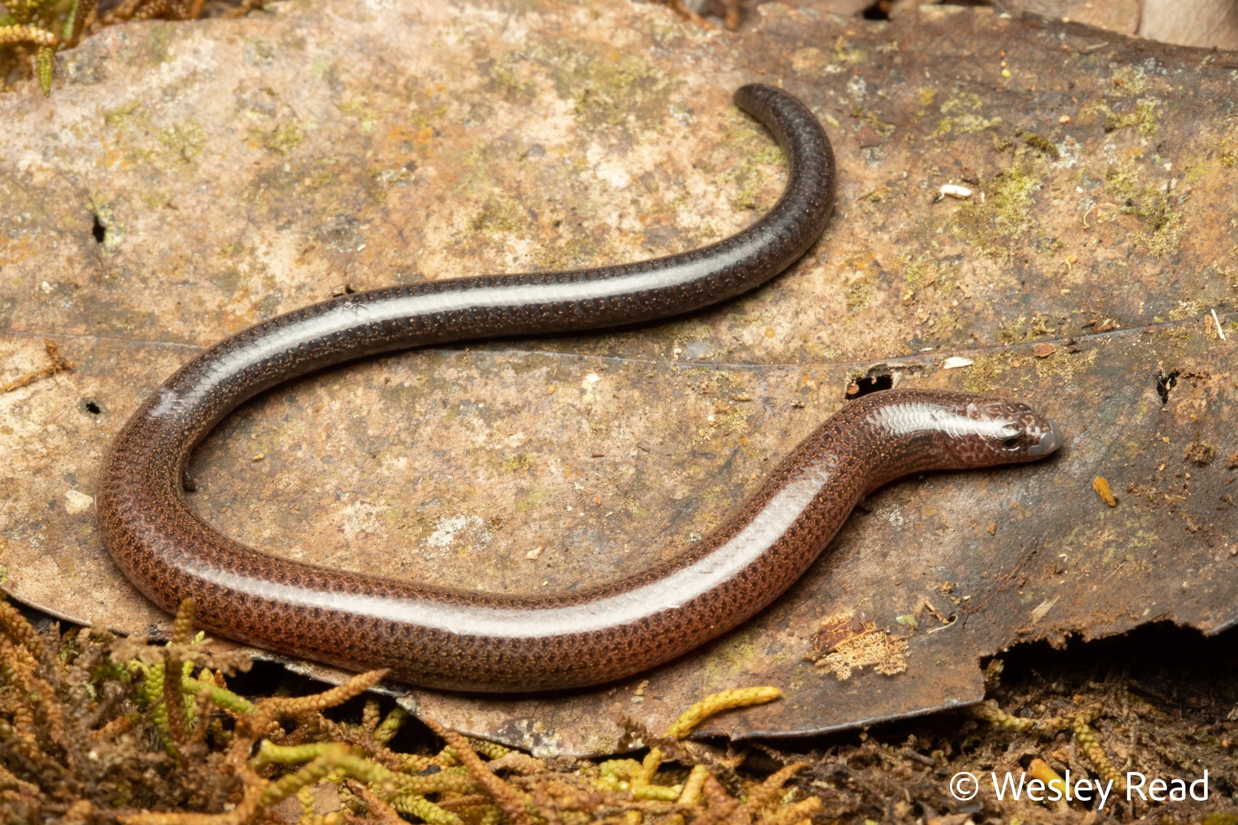 Saiphos truncatus. Border Ranges, Qld. 2021