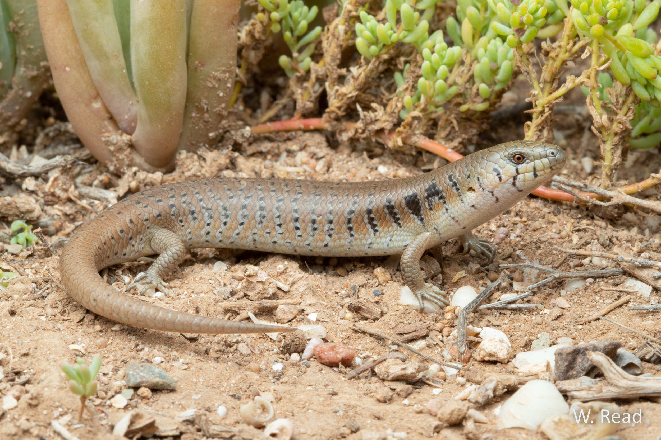 Cyclodomorphus venustus. Southern Flinders Ranges, SA. 2020