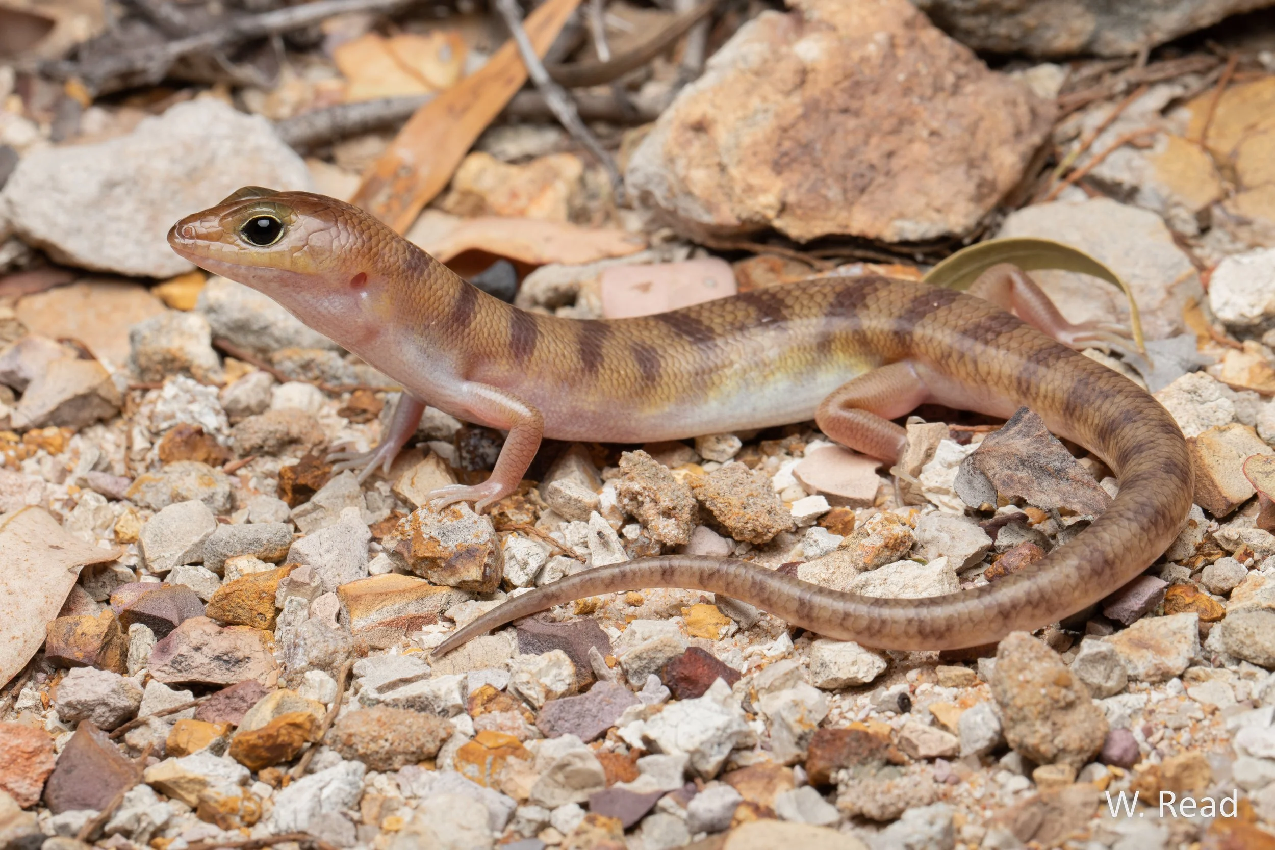 Eremiascincus richardsonii. Westmar, Qld. 2021