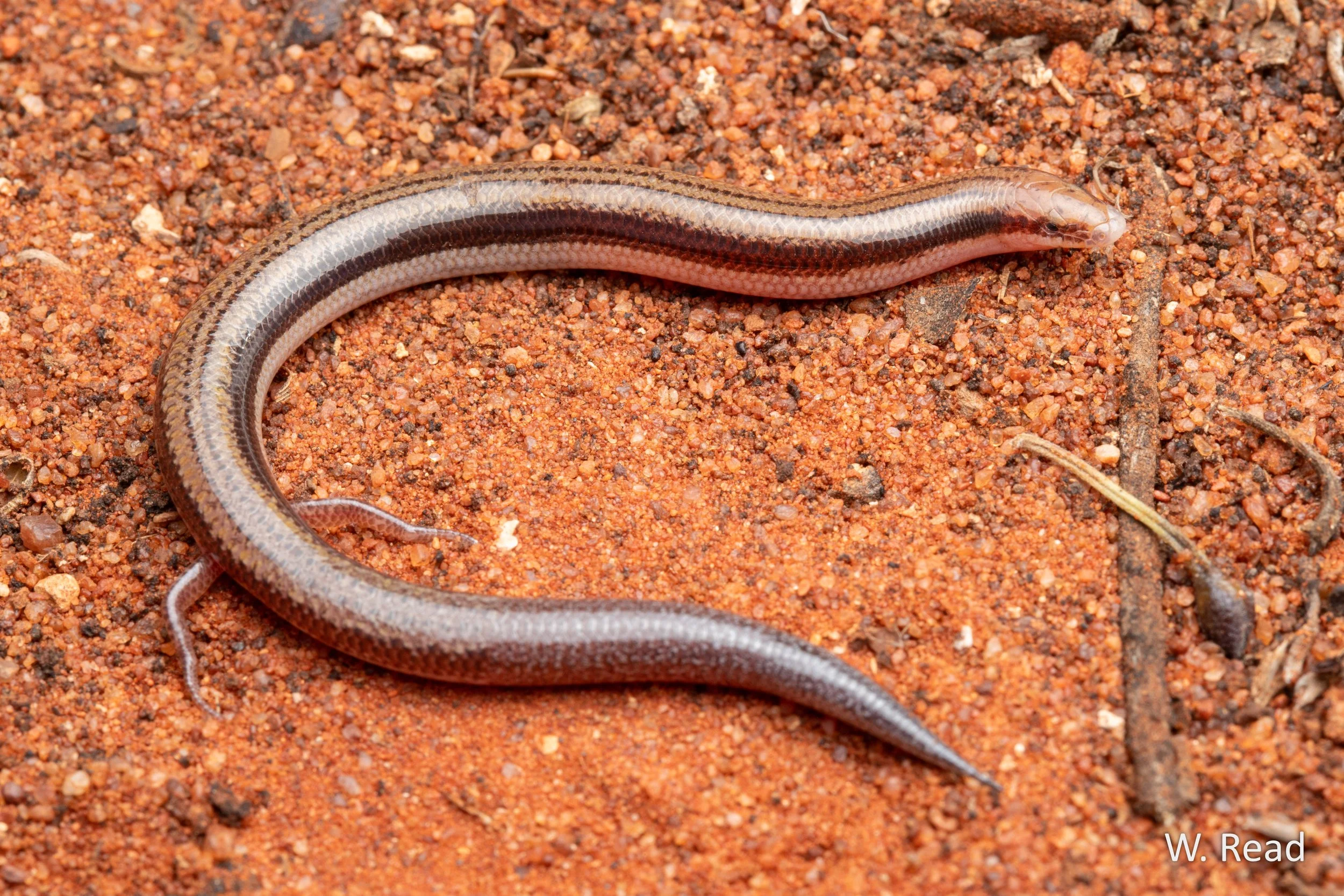 Lerista labialis. Curtin Springs, NT. 2024