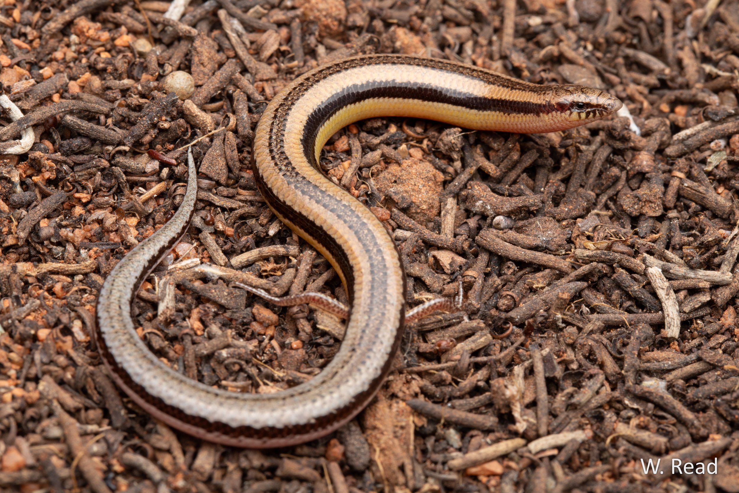Lerista nichollsi. Yalgoo area, WA. 2024