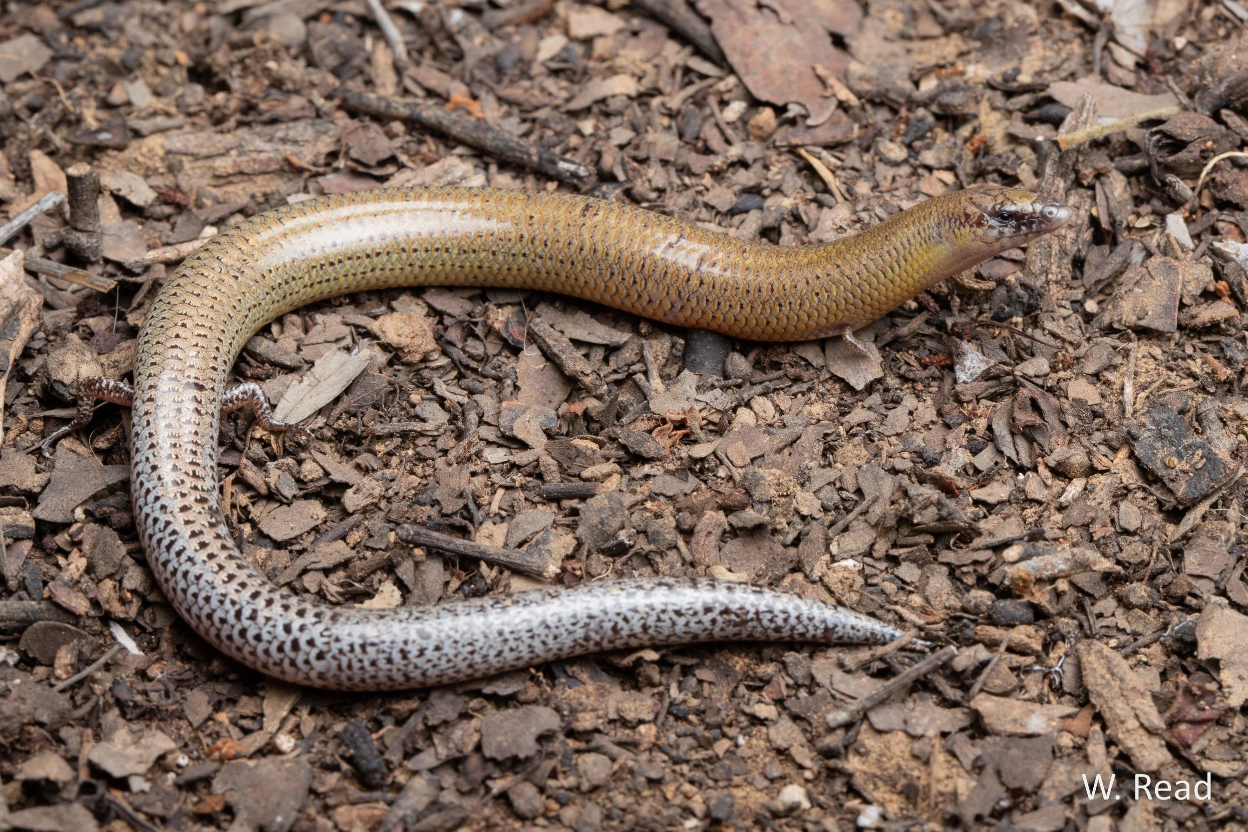 Lerista emmotti. Winton, Qld. 2023