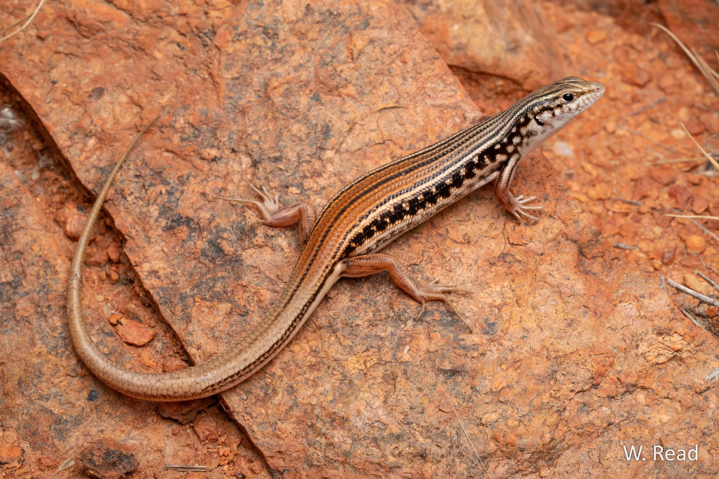 Ctenotus septenarius. Warakurna, WA. 2024