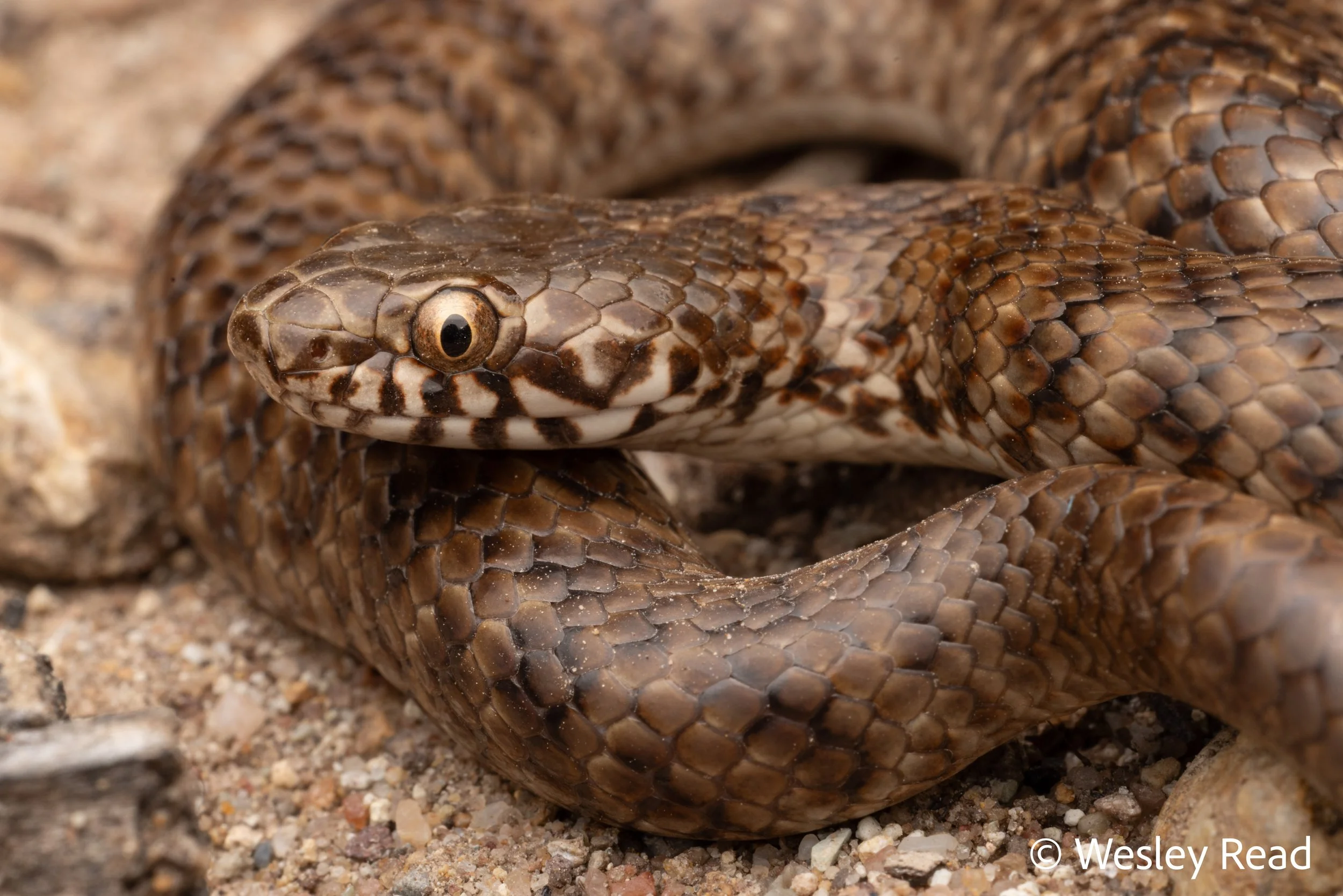 Denisonia devisi. Narrabri, NSW. 2025