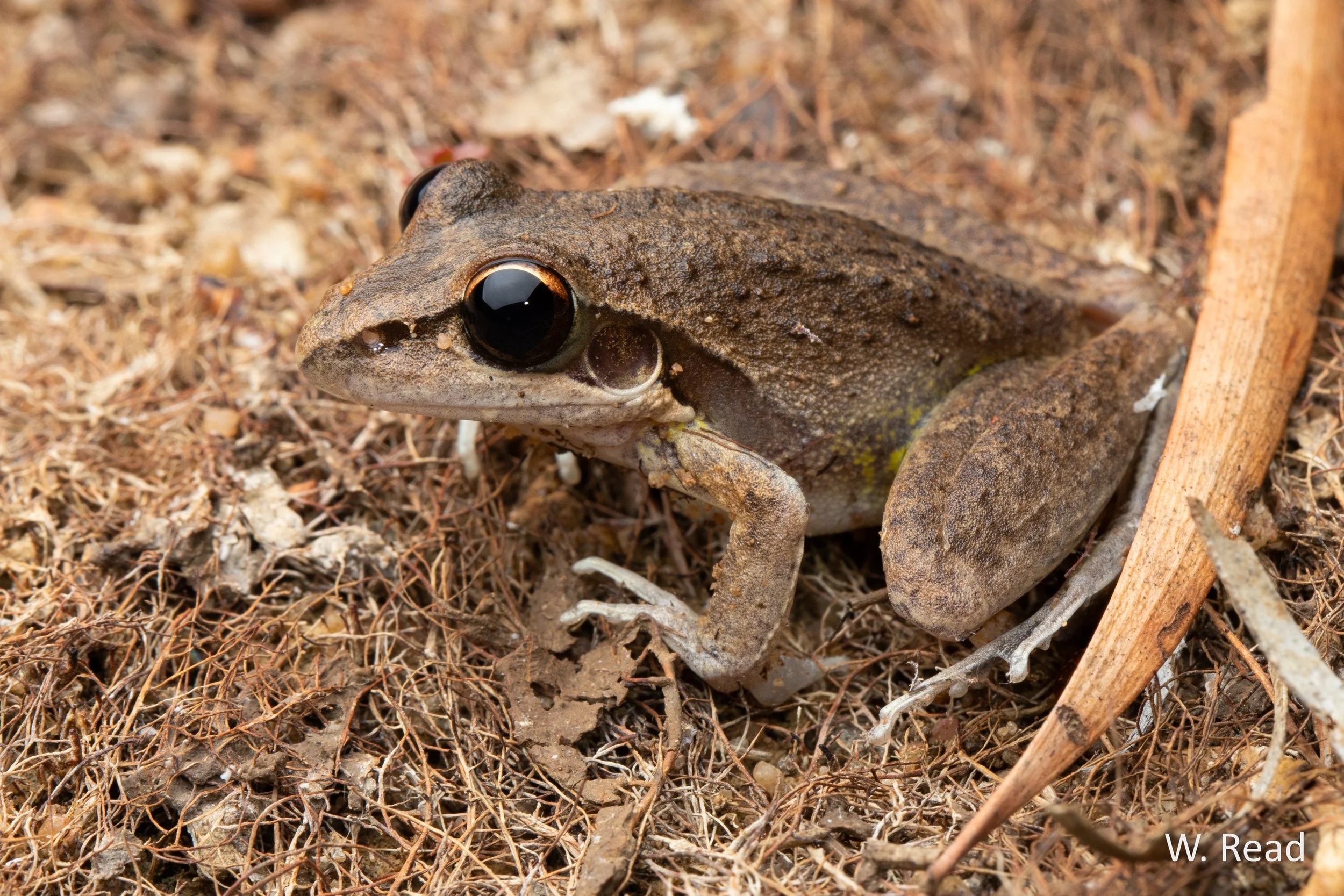Litoria spaldingi. Wongalara, NT. 2022