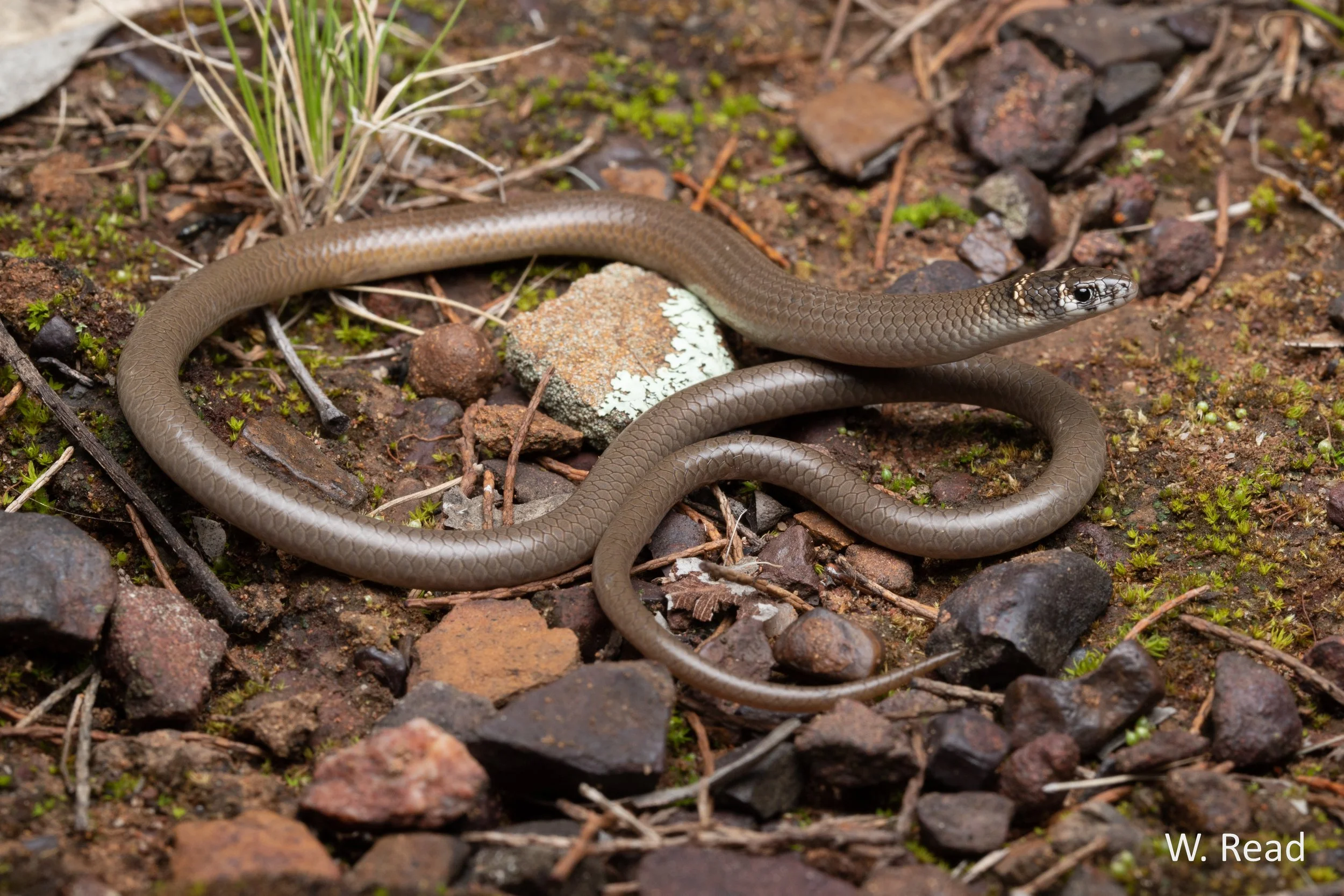 Delma tincta. Narrabri, NSW. 2022