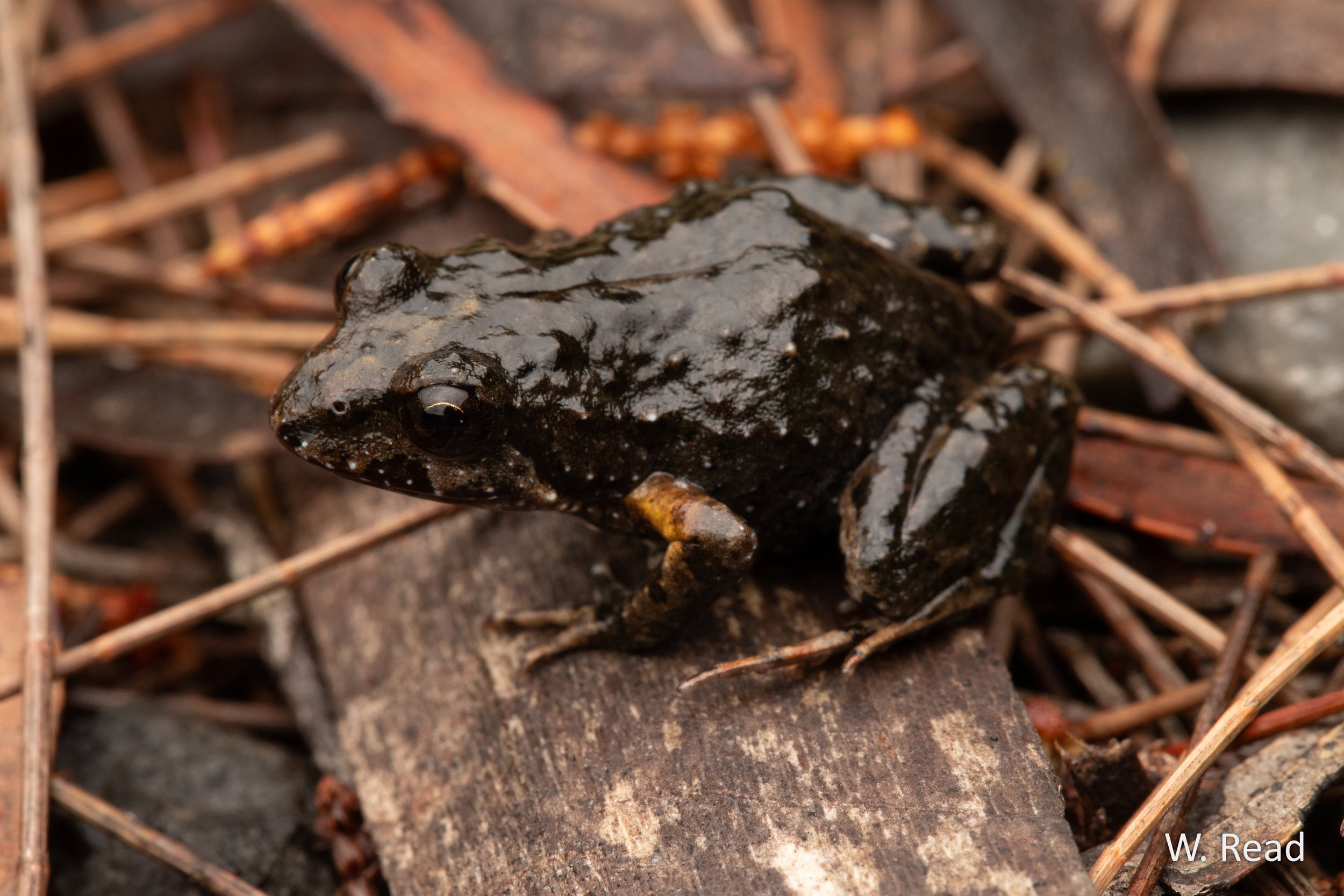 Crinia tasmaniensis. Binalong Bay, Tas. 2024