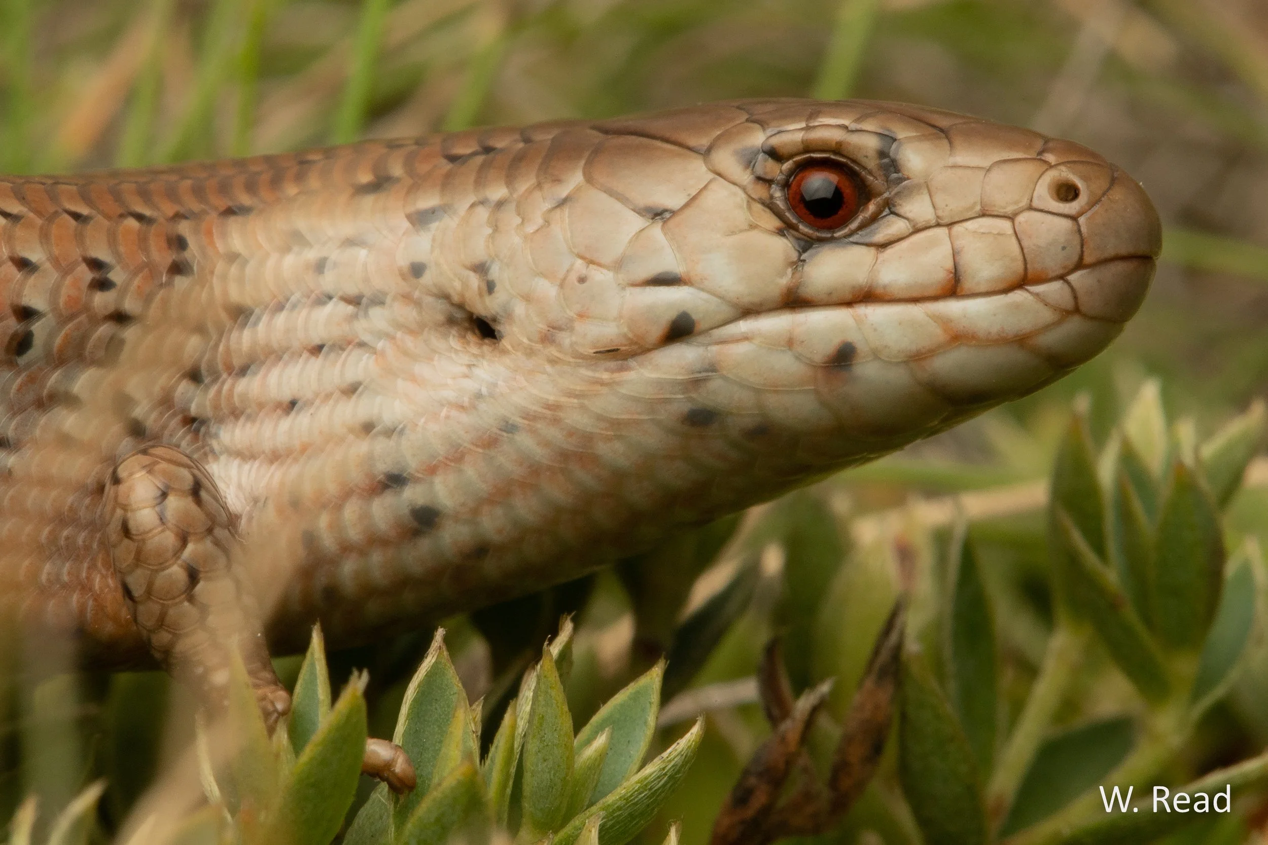 Cyclodomorphus praealtus. Snowy Mountains, NSW. 2021