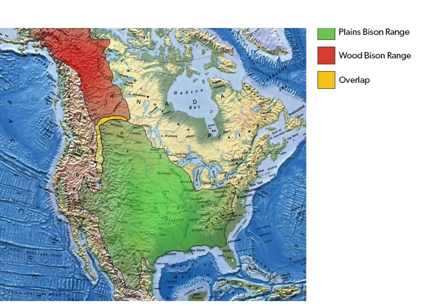 History of Bison In North America — Tatanka Plains - Buy BC Bison