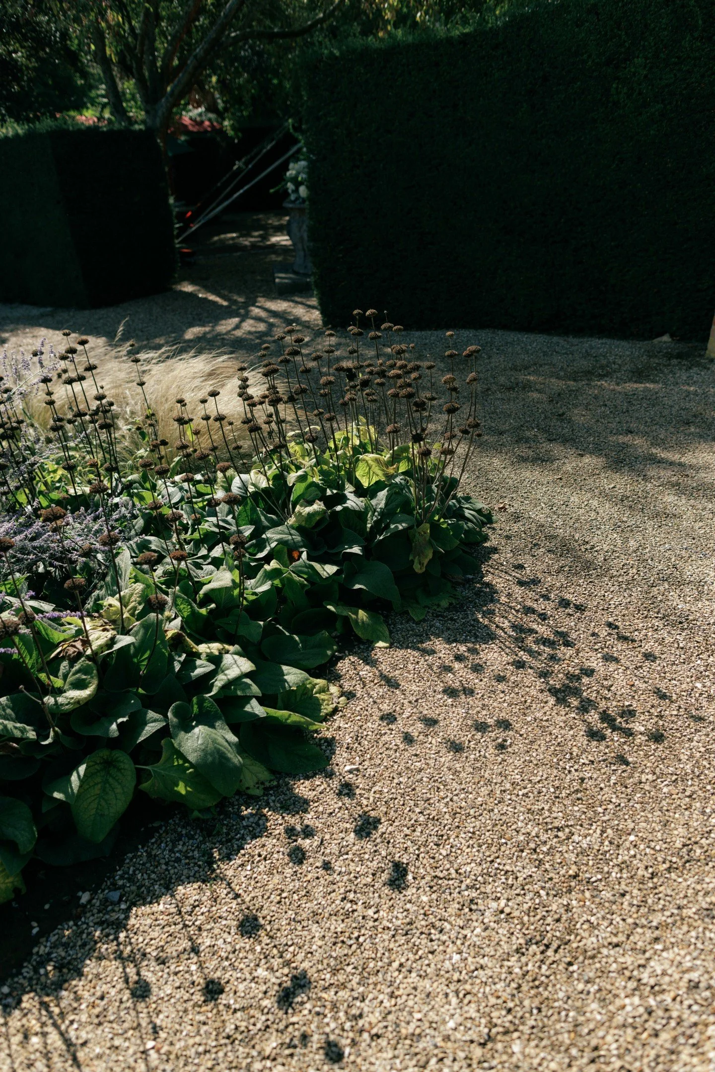 Evening Summer shadows