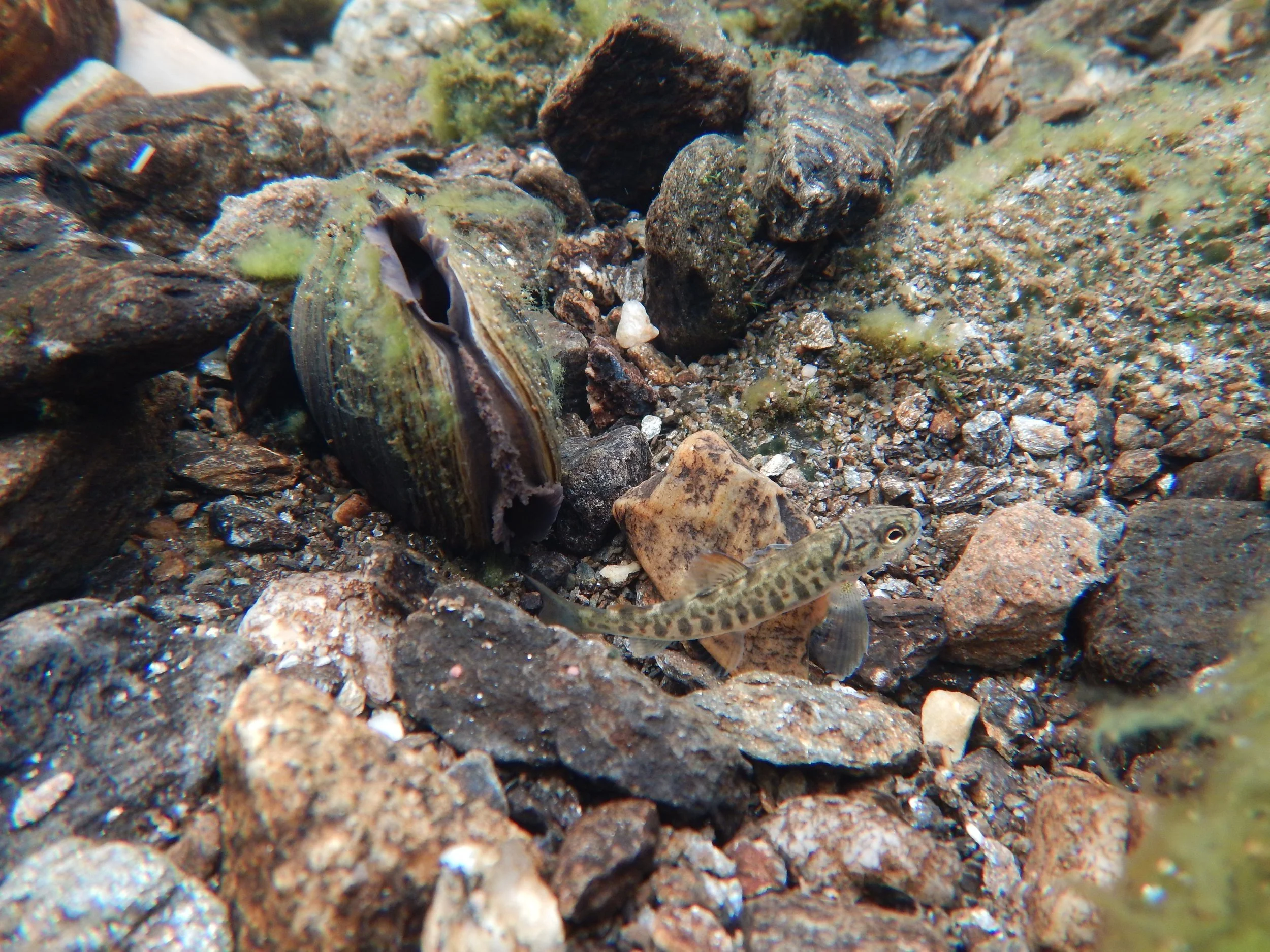 Elvemuslingen og laksen - to gode venner 