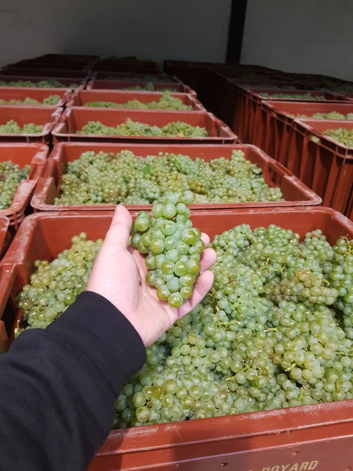 champagne doyard grape harvest