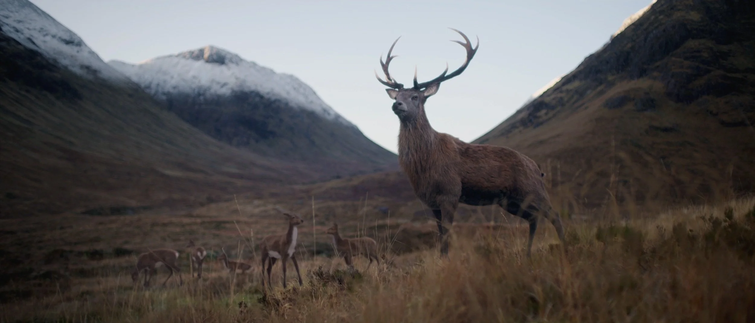 Glenfiddich. Where Next?