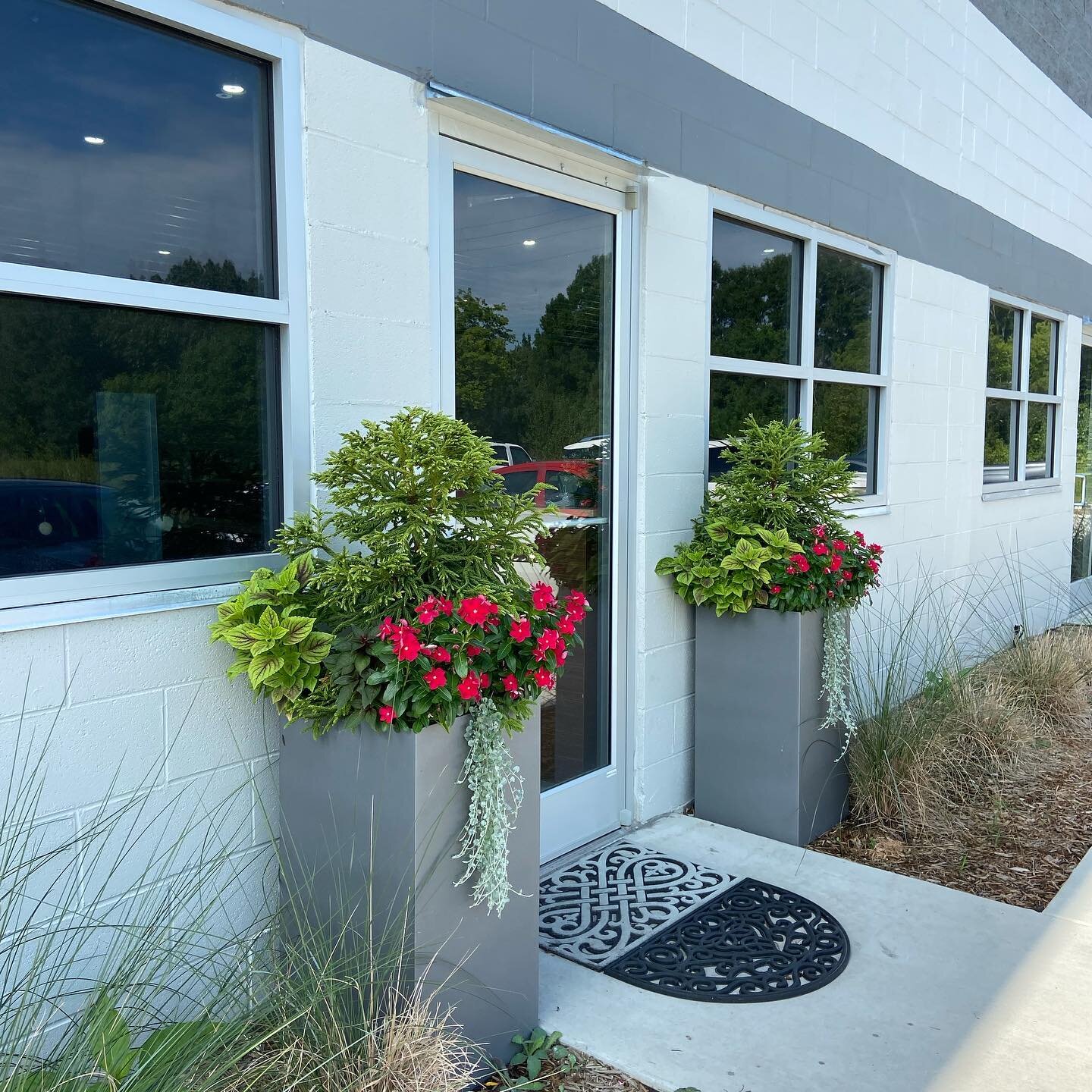 A cheery entrance to this office. 

#containergardening
#containergardens
#entrancecontainers
