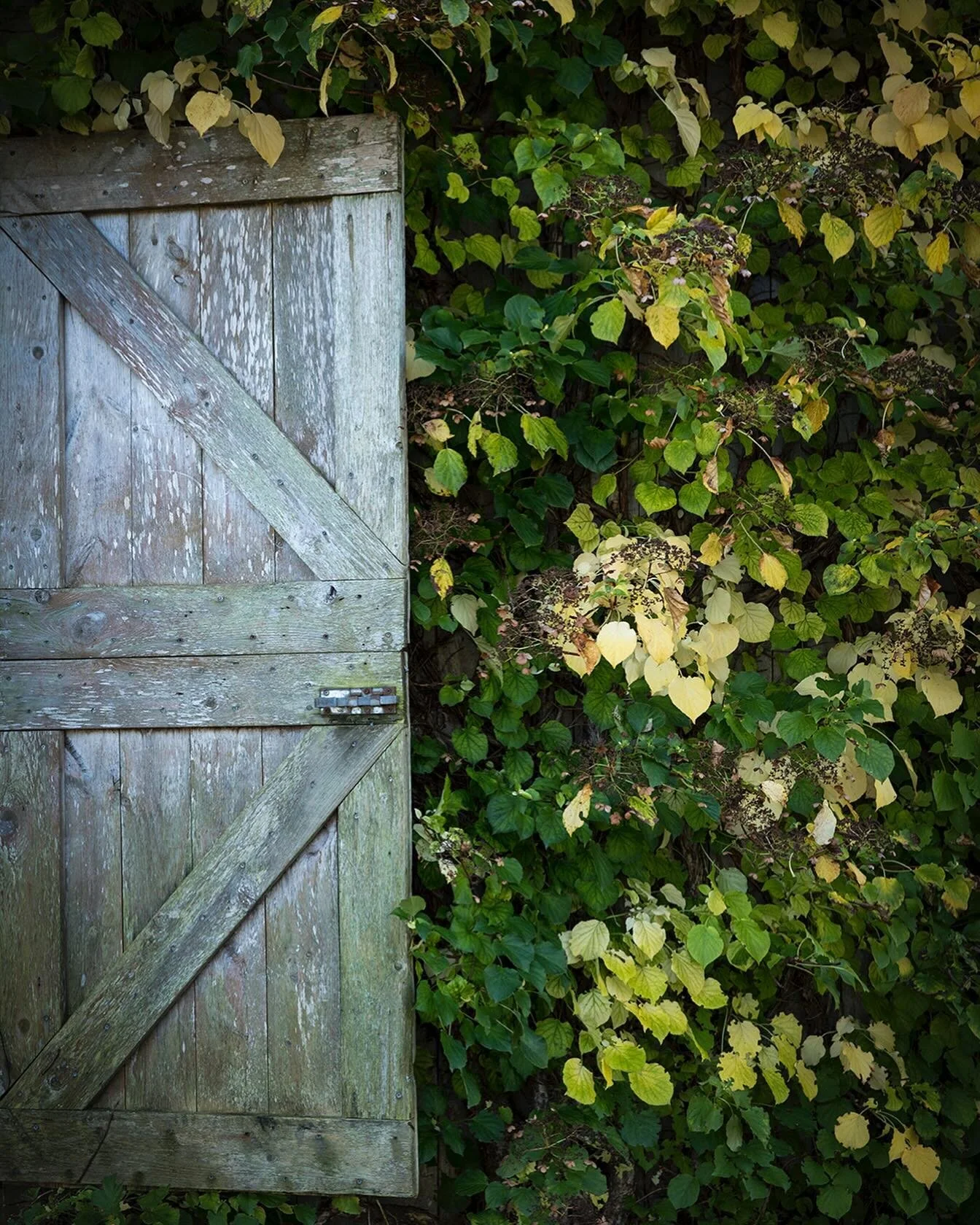 Secret Garden vines 🌱🌿✨

#mainegardens #mainegardennursuries #secretgarden #nursuries #gardens #greenhouse
#landscapedesign #kennebunk
#kennebunkmaine #newenglandgardens
#coastalgardens  #topiary #foliage
#succulent #perrenials #annuals
#tropical #