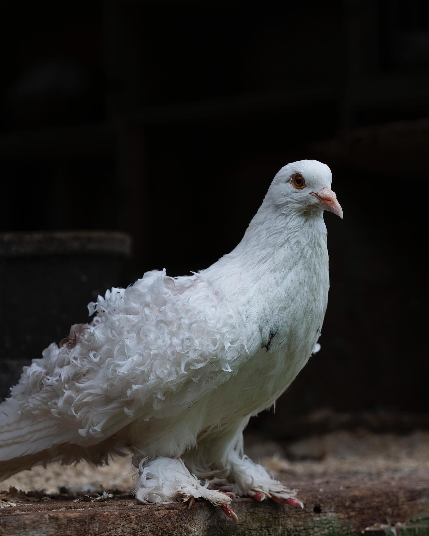 One of the many beautiful unique birds we have at Snug Harbor Farm. The white frill back pigeon. 🕊️

#mainegardens #mainegardennursuries #fancybreed #pigeon #exoticbirds #nurseries #gardens #greenhouse #landscapedesign #kennebunk
#kennebunkmaine #ne