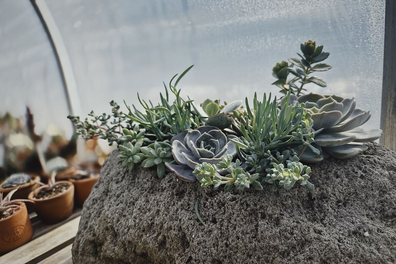 Succulents, tenacious plants. 🪴
One of our beautiful succulent garden containers planted by one of our talented greenhouse snuggies. 

Blue icicle, Senecio
Oscularia Deltoides
Echeveria lilacina
Silver peak, Cotyledon Orbiculata

#succulents #lavast