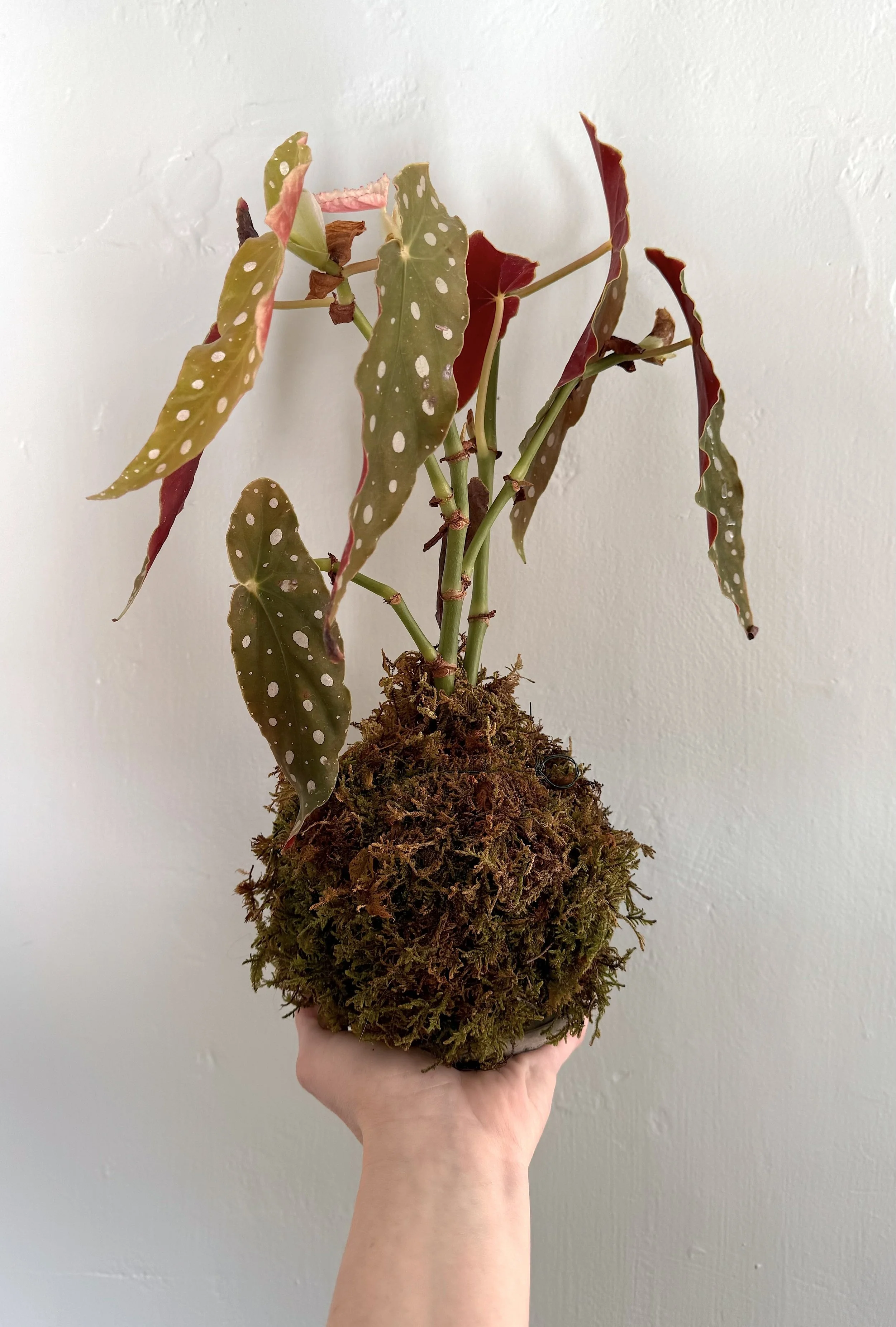 kokedama kocktails 2.jpeg