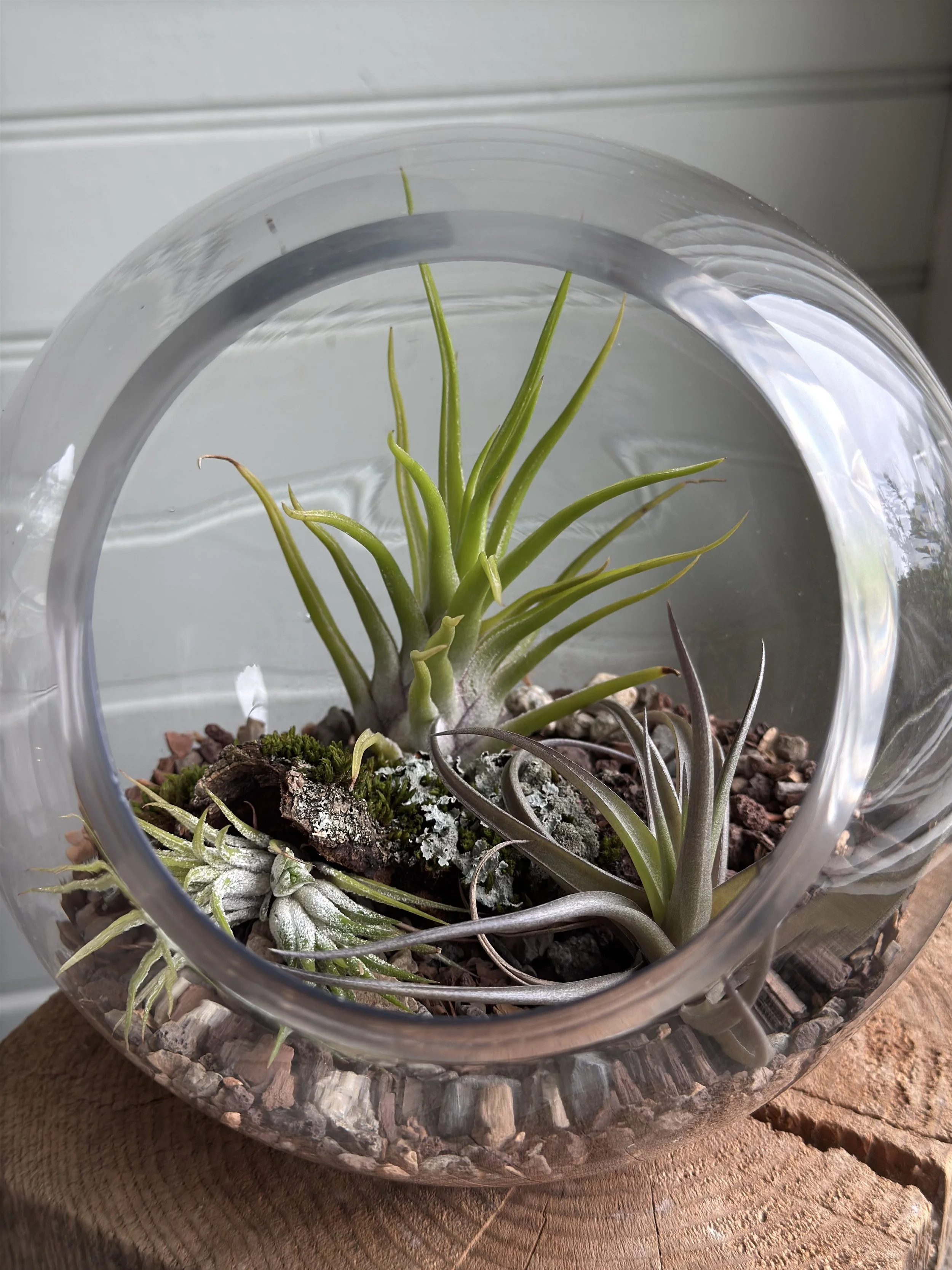 Tillandsia Terrarium Workshop - Saturday, October 10th, 11:30am - 12:30pm