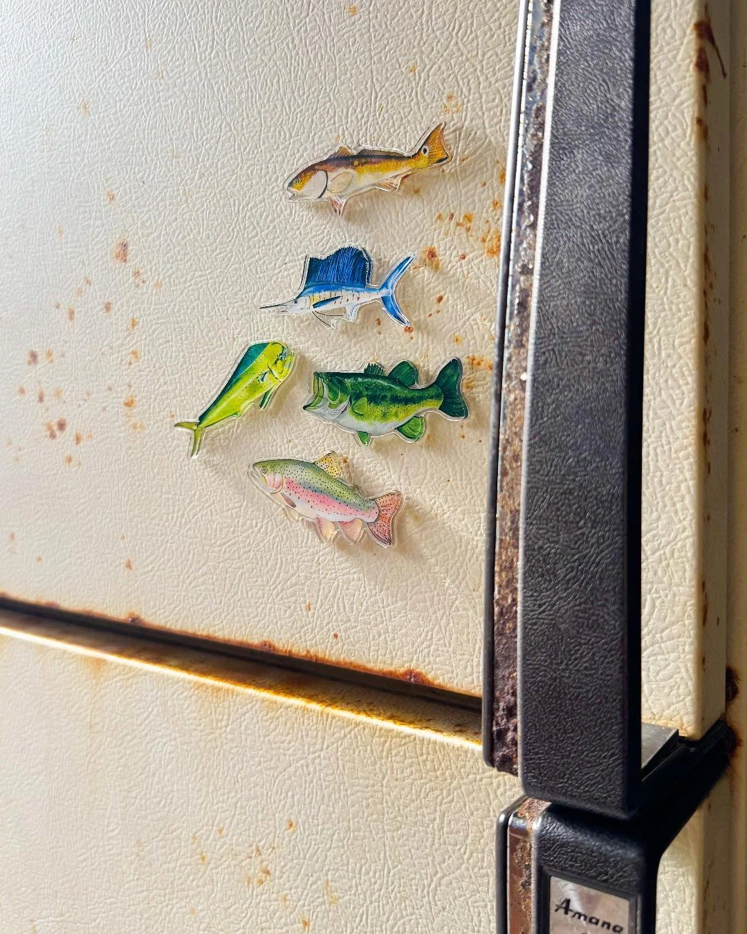 Fish Magnet Photos.jpg
