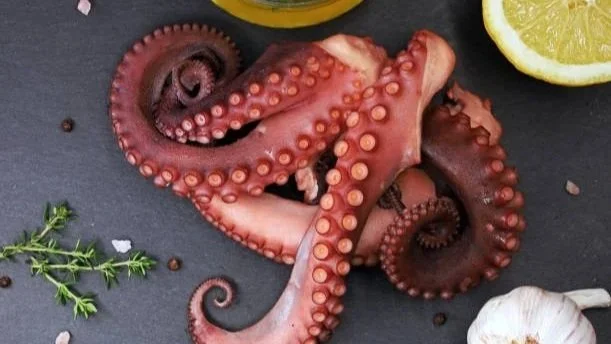 Cooked Octopus Tentacles  / Octopus vulgaris