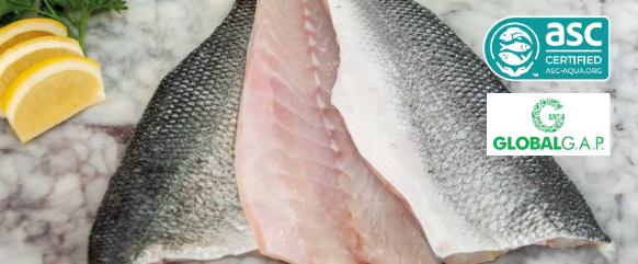 Branzino / Mediterranean Sea Bass / 
Dicentrarchus Labrax