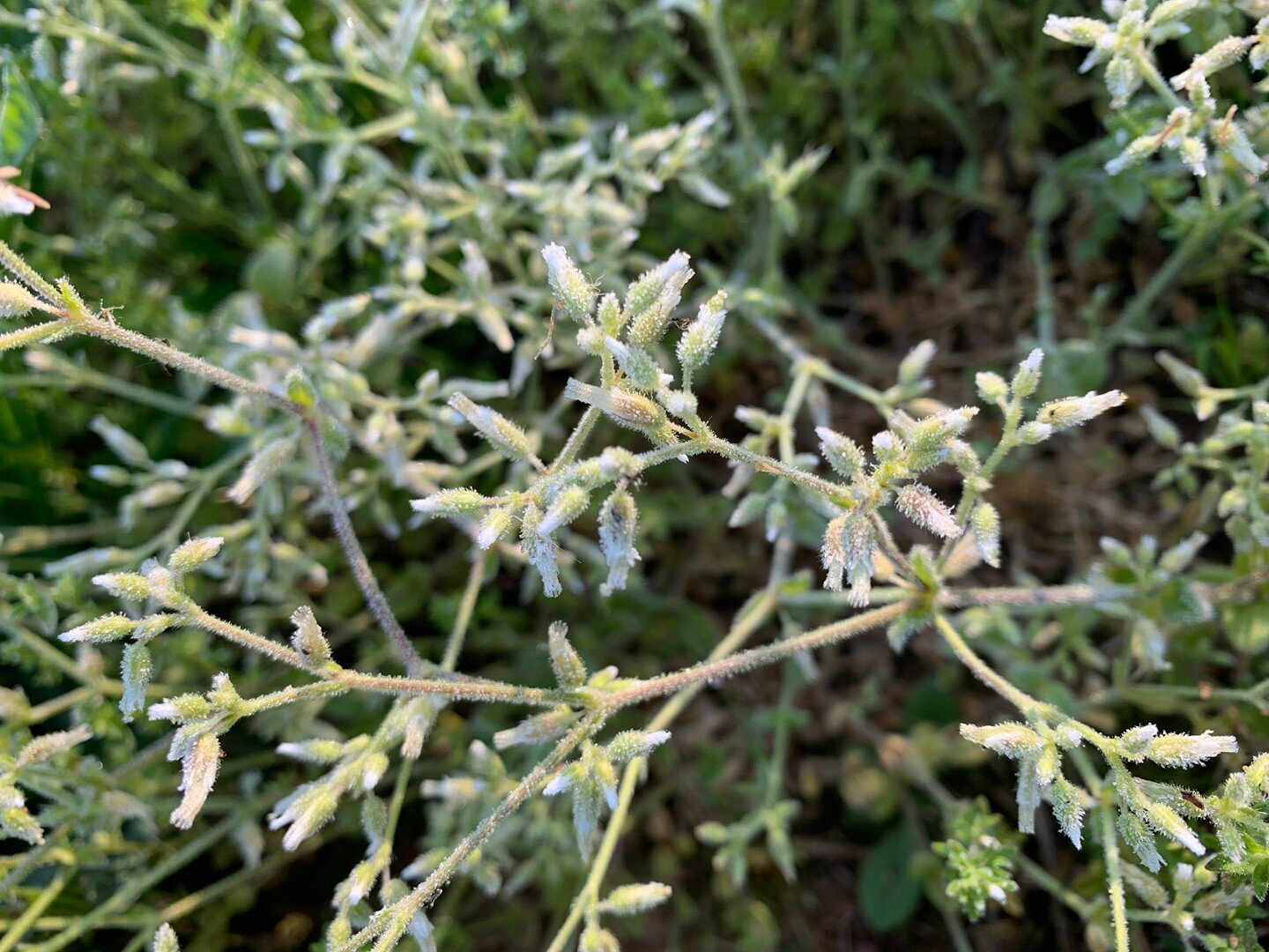 a little bit tender⁠
frost on buds, April in Va 2021⁠
.⁠
.⁠
.
.
.
.