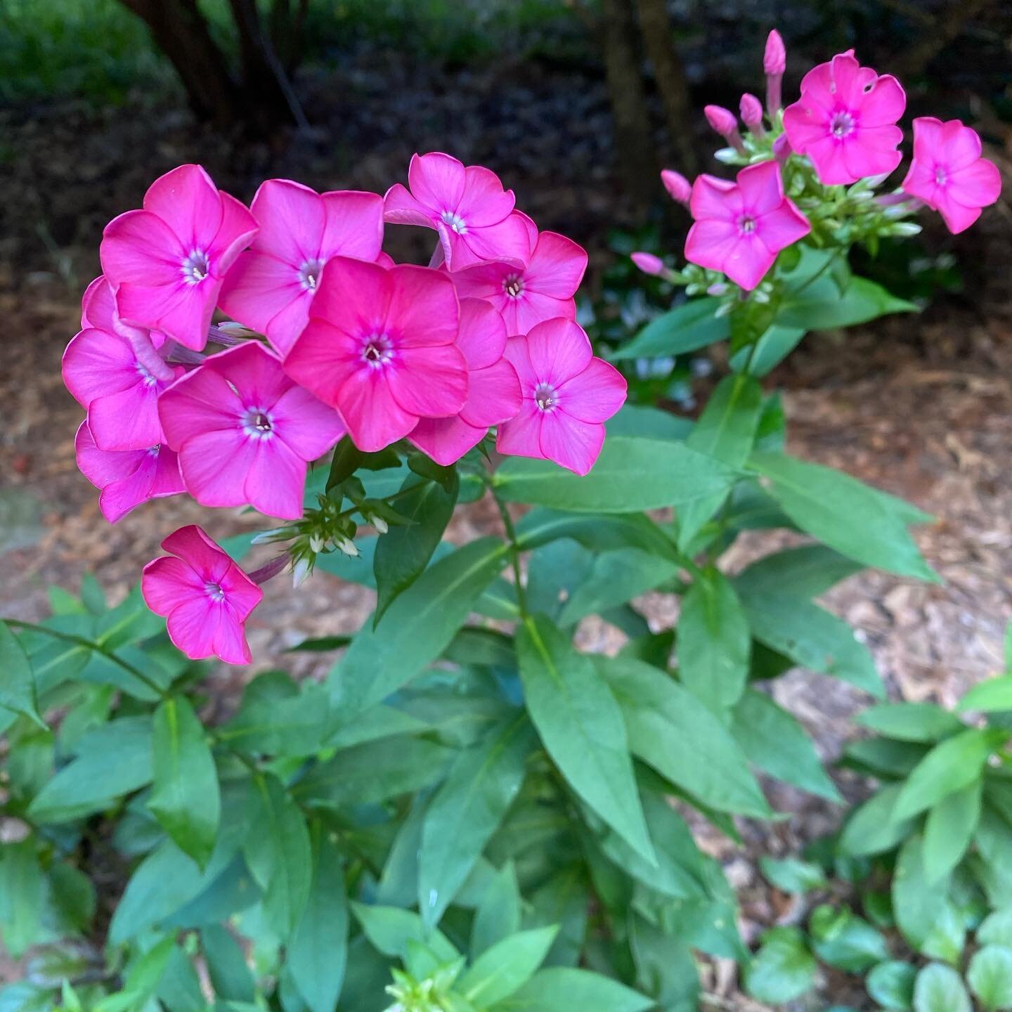 This hot pink flower kind of sums up the week and the moment of Sunday! Is that a right analogy? @kelseymkurtis 

So happy to have worked with 8 teens this week in my &ldquo;other&rdquo; life with C&rsquo;est si Bon! They are just beginning. 

The du