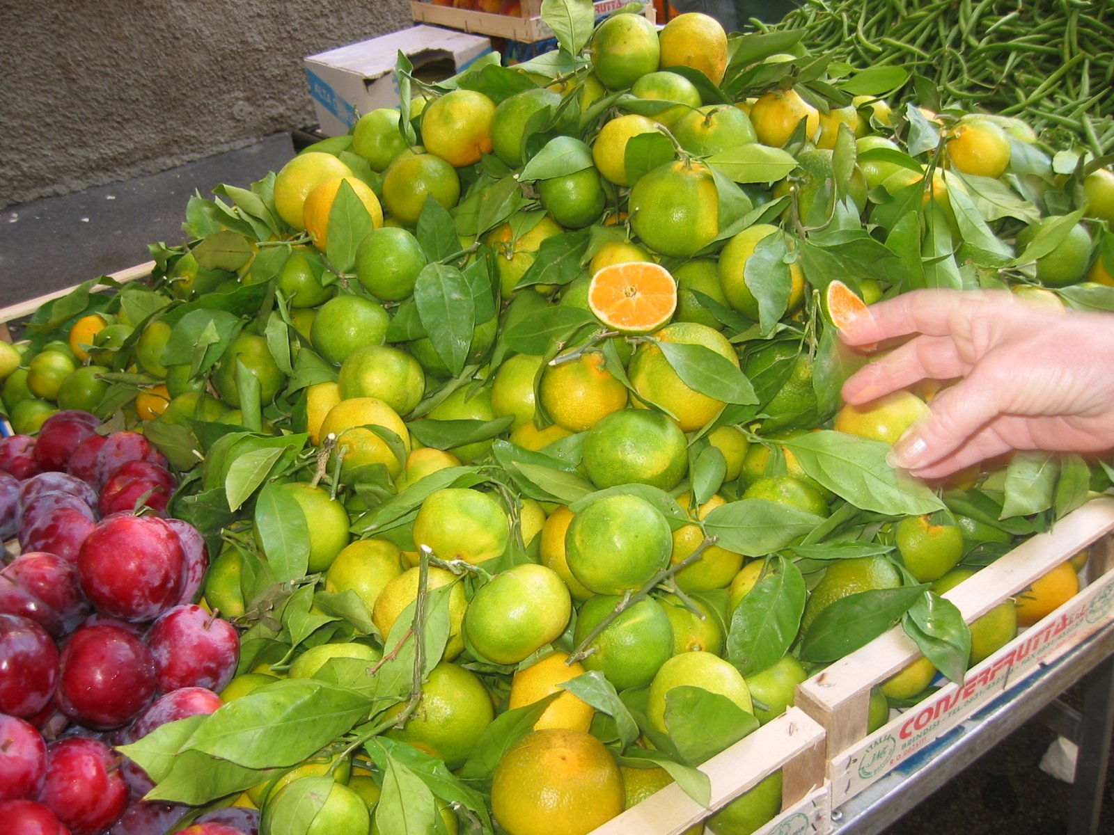 The Secret Starter Society + a Library Dream (with lemon curd)