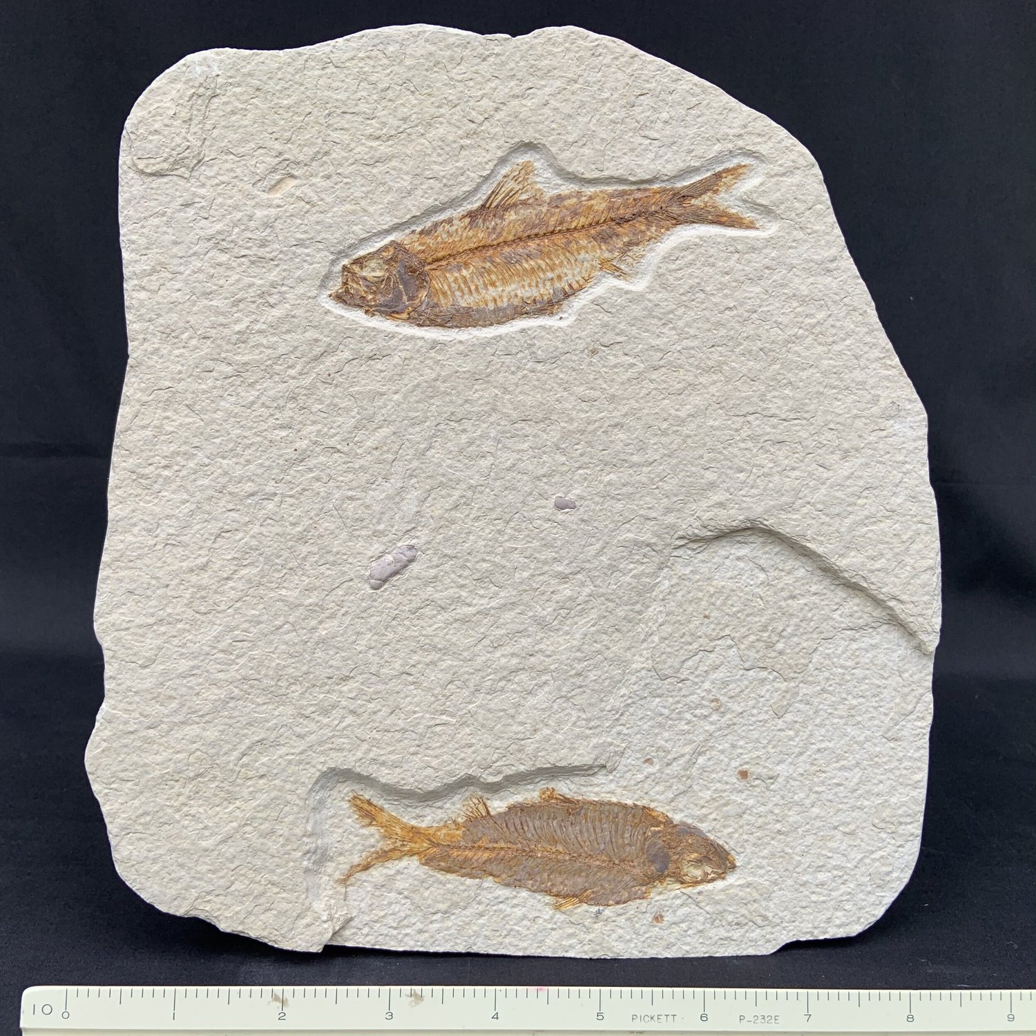 Green River Fossil Fish — Natural Treasures Minerals Fossils