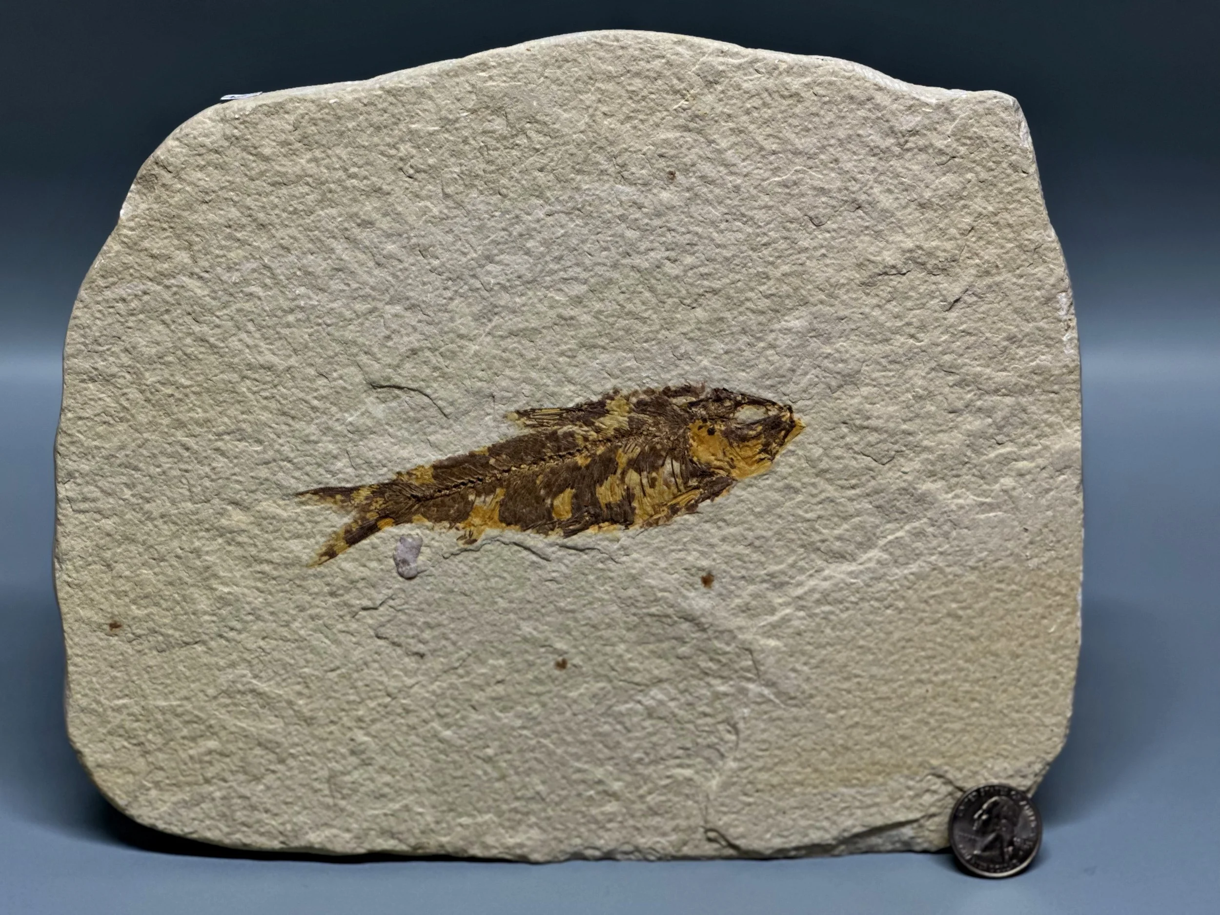 Fossil Fish in Limestone Matrix